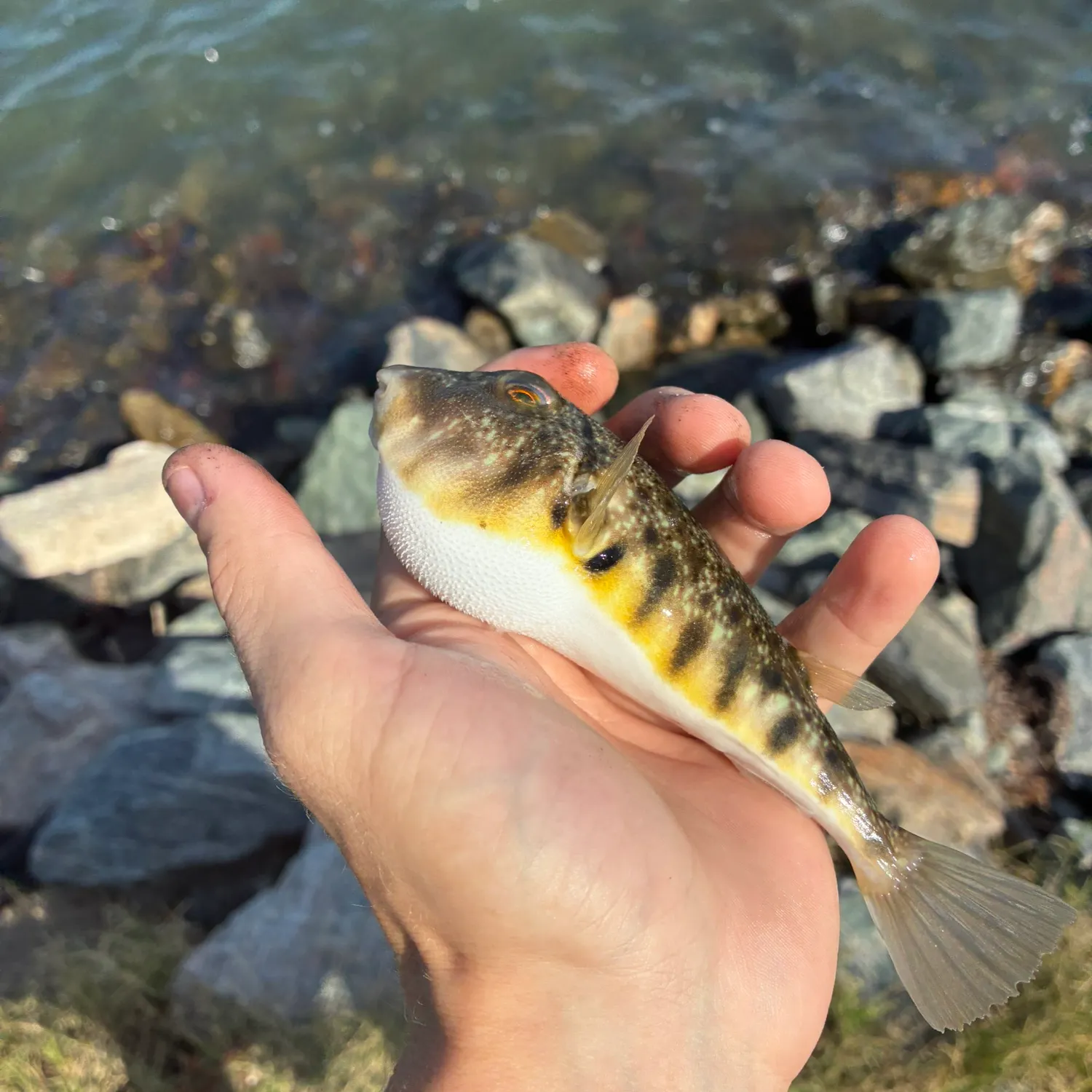 Northern puffer caught on Fishbrain