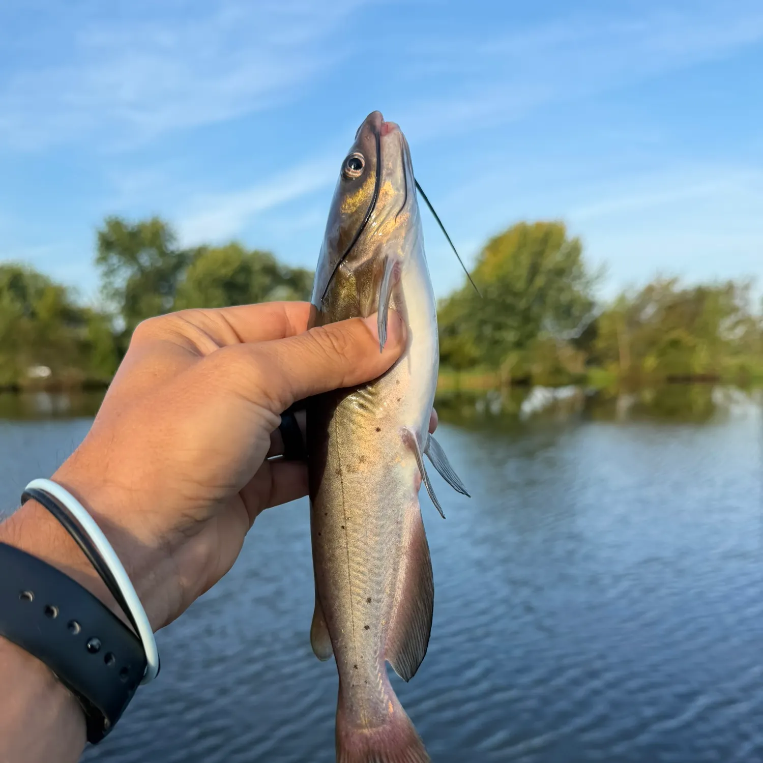 Channel catfish caught on Fishbrain