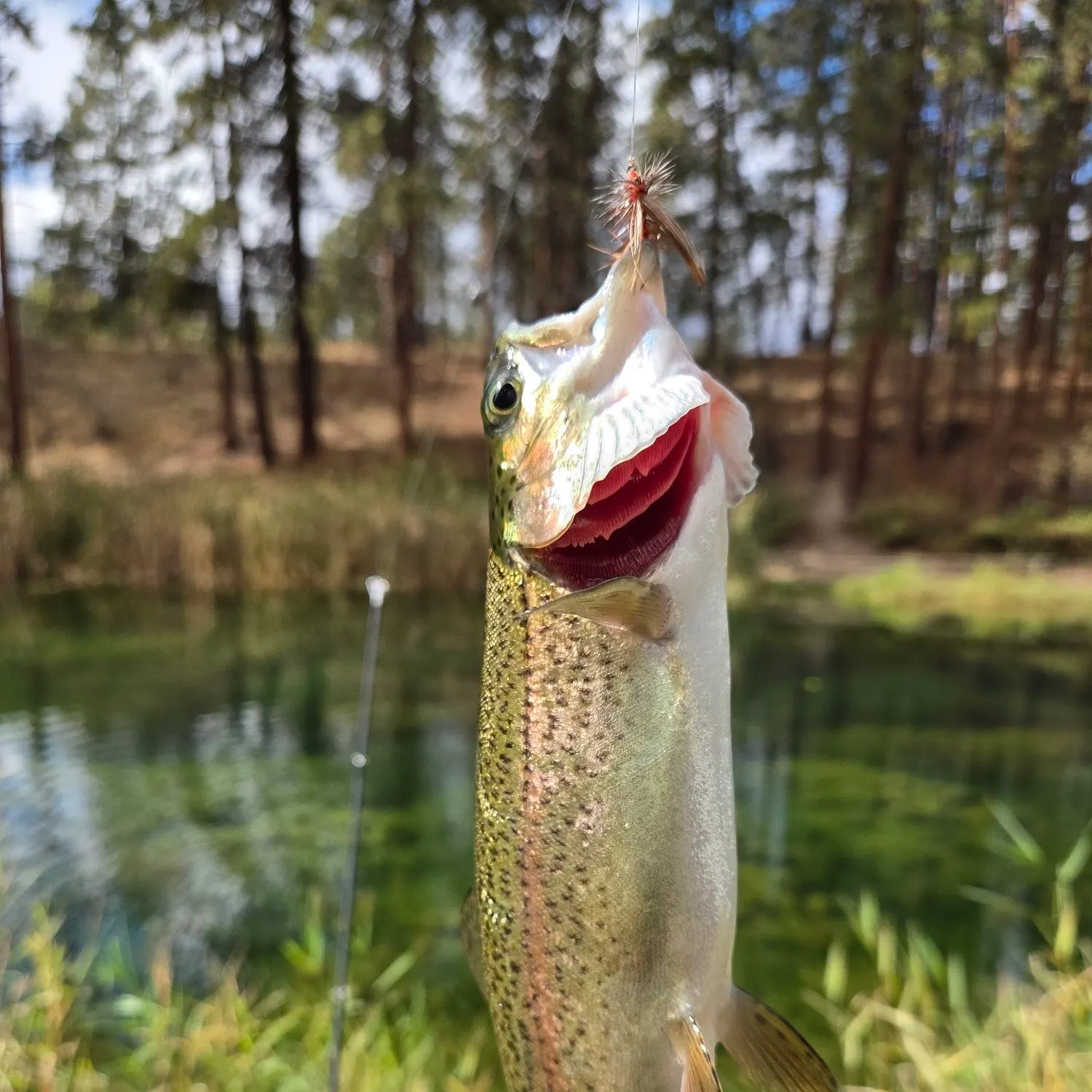 Rainbow trout caught on Fishbrain