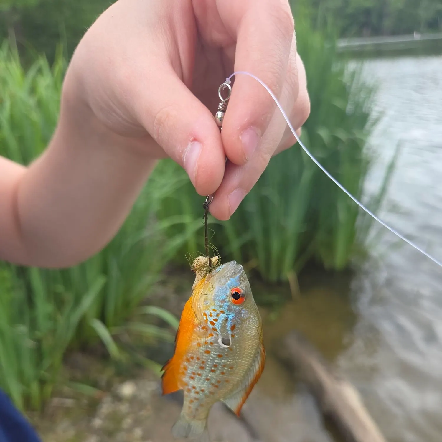 The most recent Orangespotted sunfish catches on Fishbrain