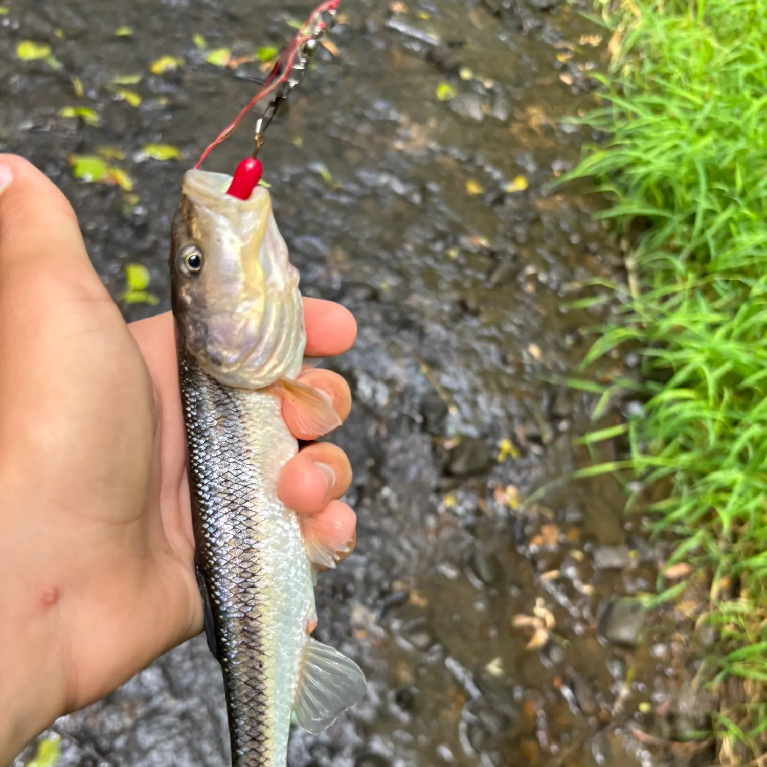 Creek chub caught on Fishbrain