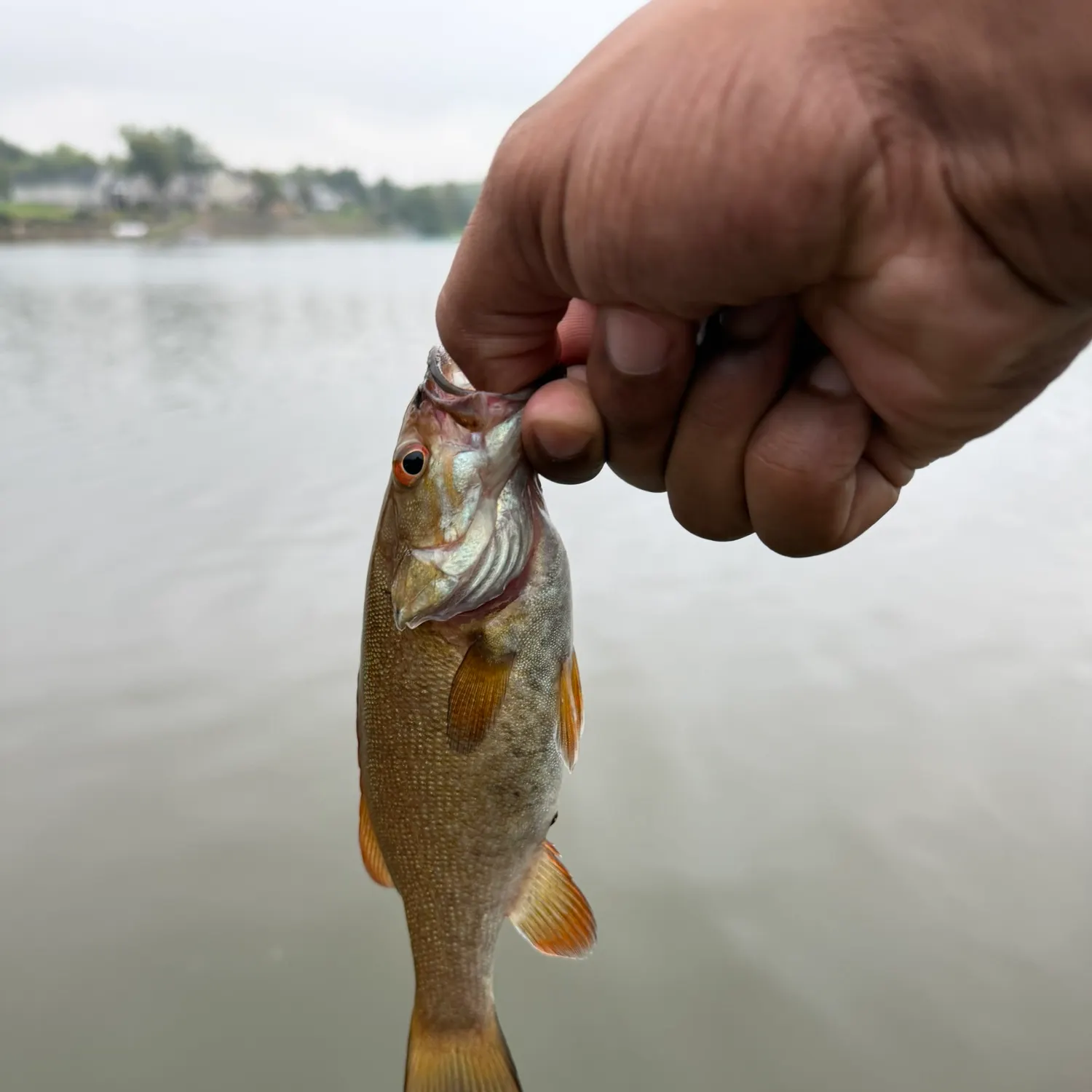 Smallmouth bass caught on Fishbrain