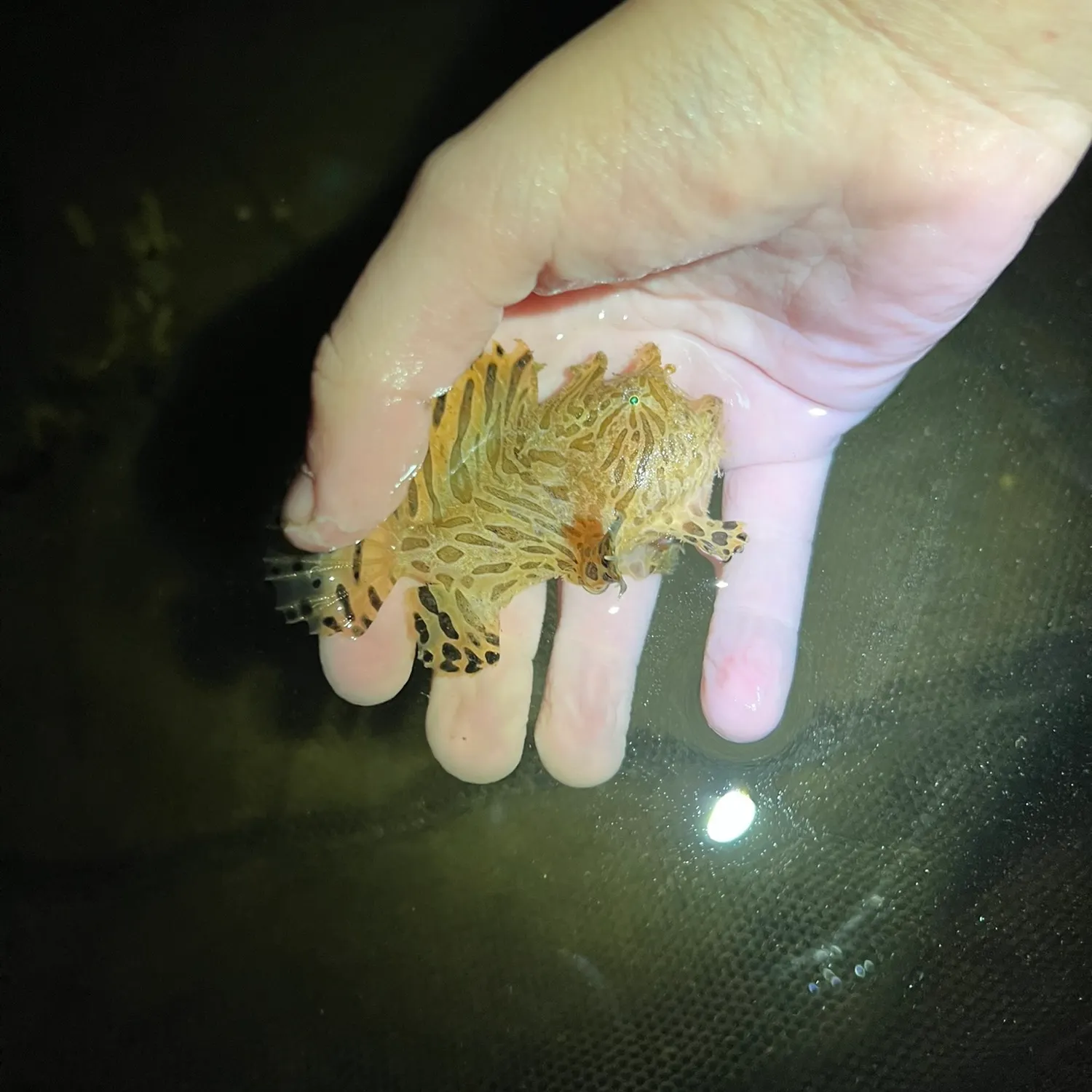 The most recent Striated frogfish catches on Fishbrain