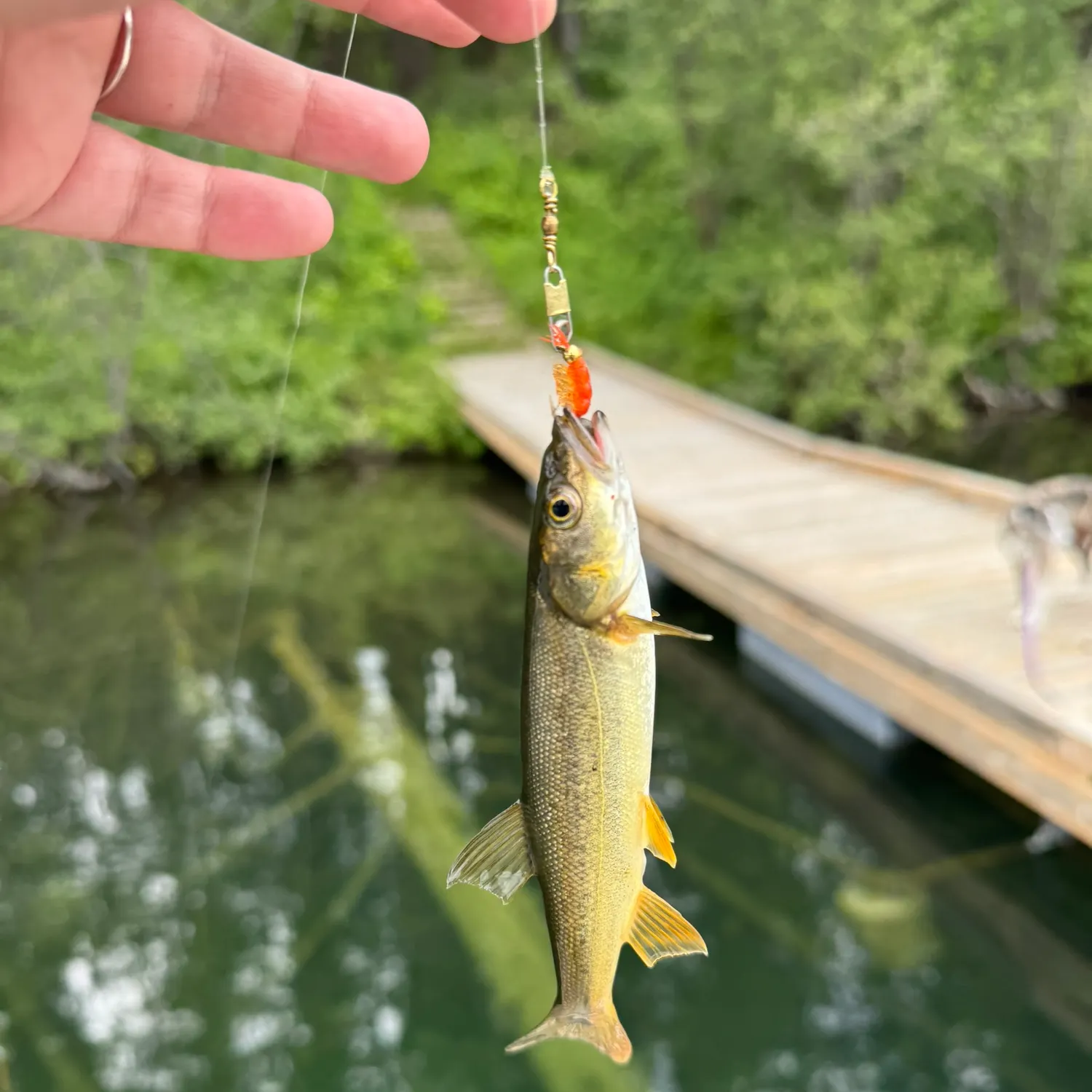 The most recent Umpqua pikeminnow catches on Fishbrain