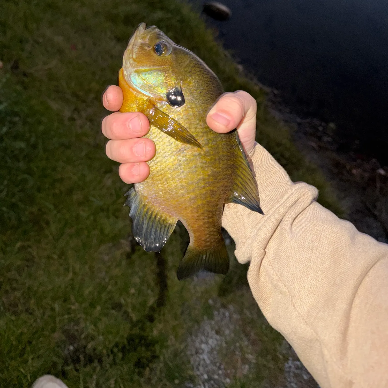 Bluegill caught on Fishbrain
