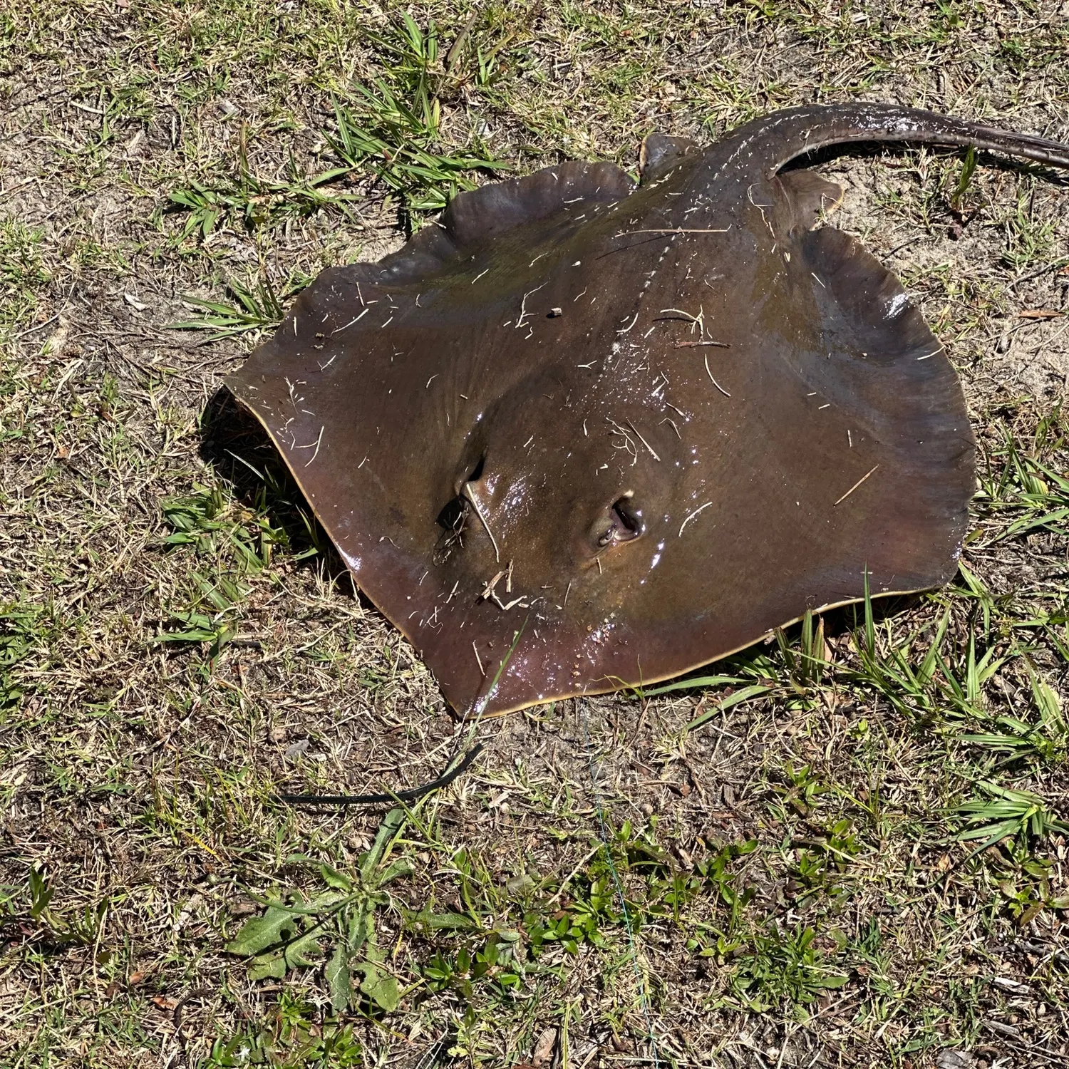 The most recent Atlantic stingray catches on Fishbrain