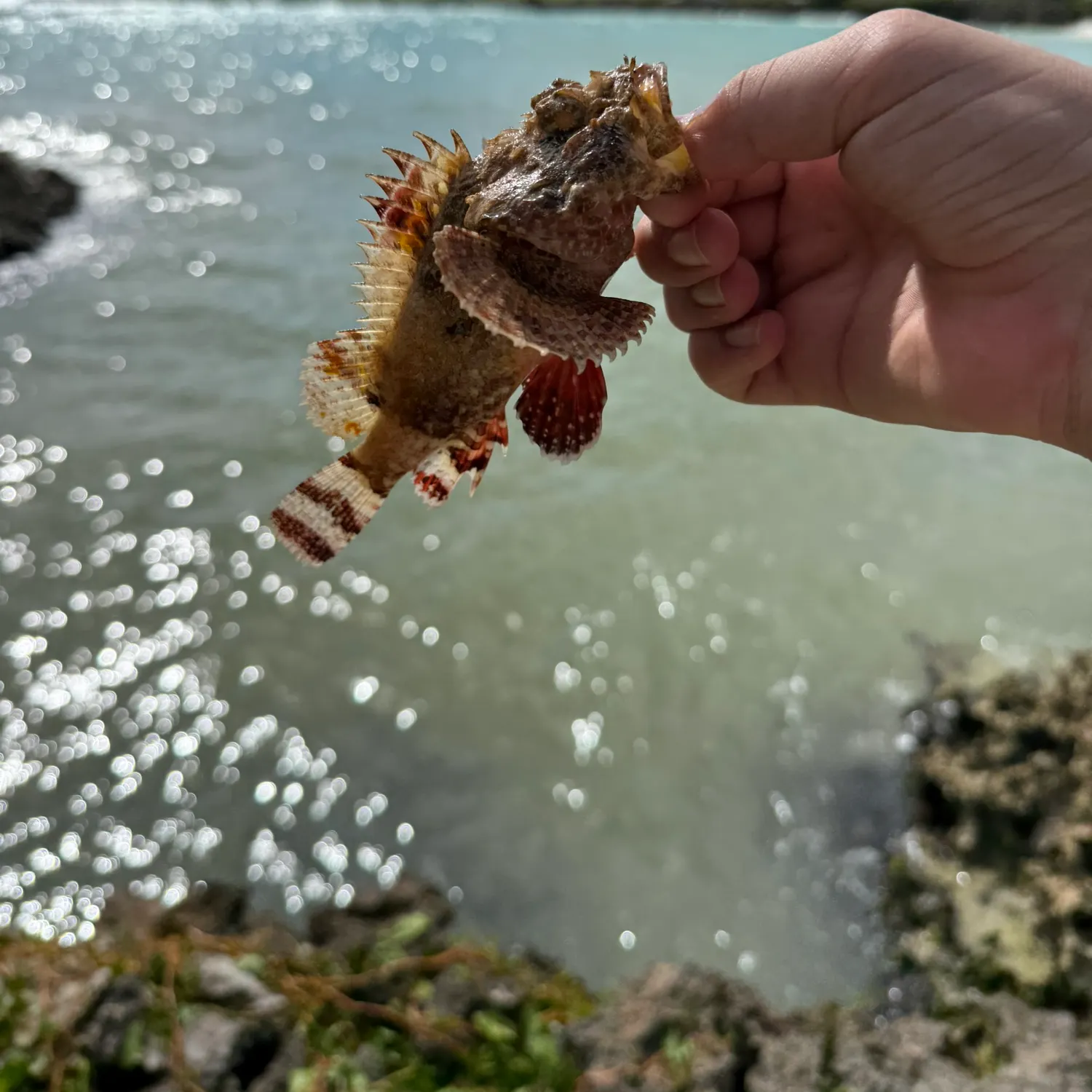 The most recent Pacific spotted scorpionfish catches on Fishbrain