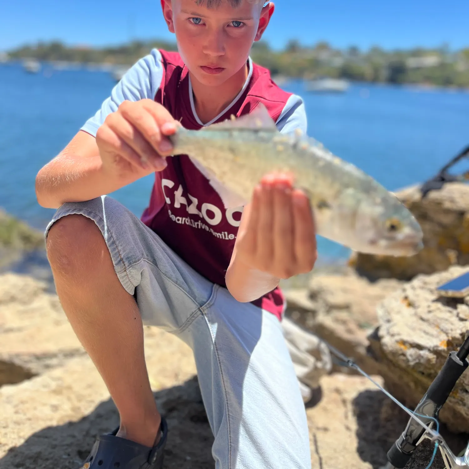 The most recent Bluefish catches on Fishbrain