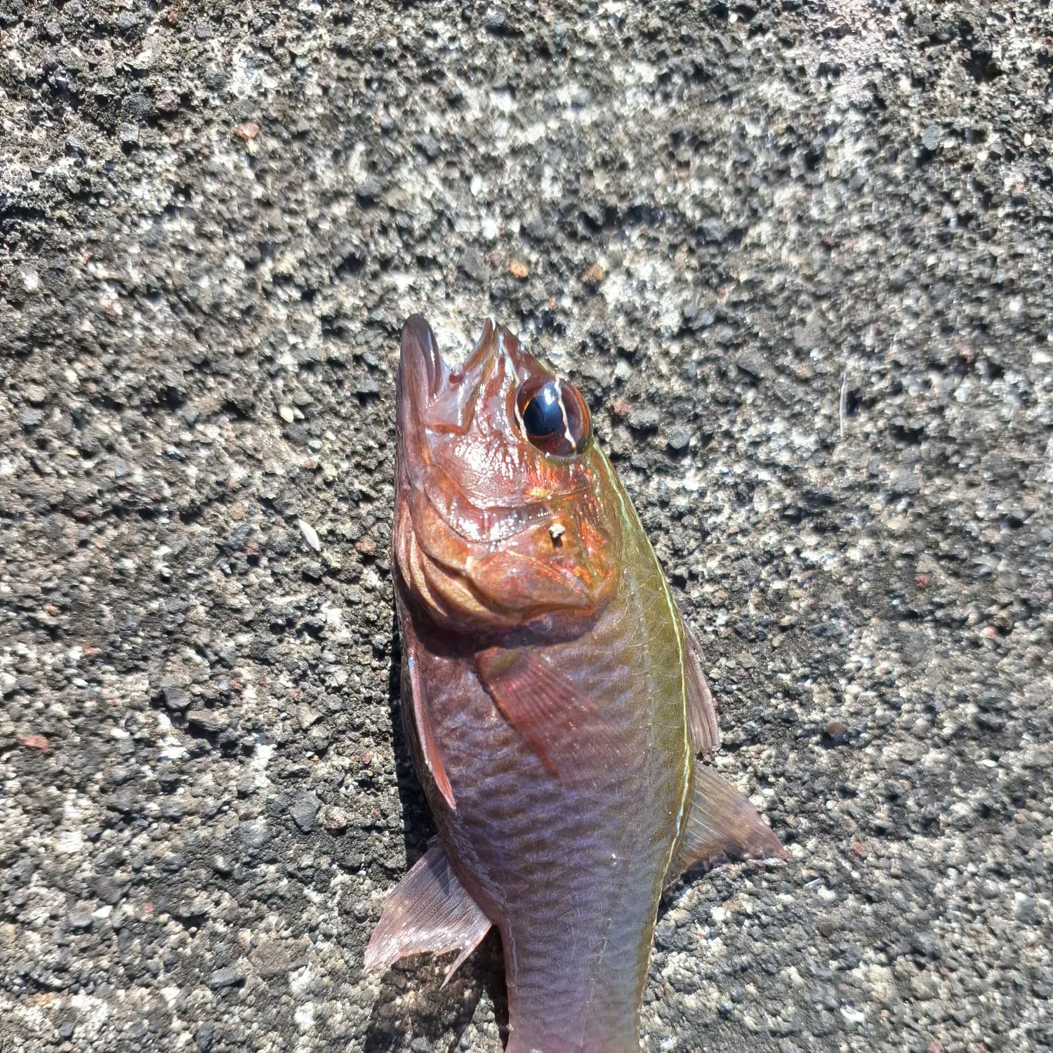 The most recent Threadfin cardinalfish catches on Fishbrain
