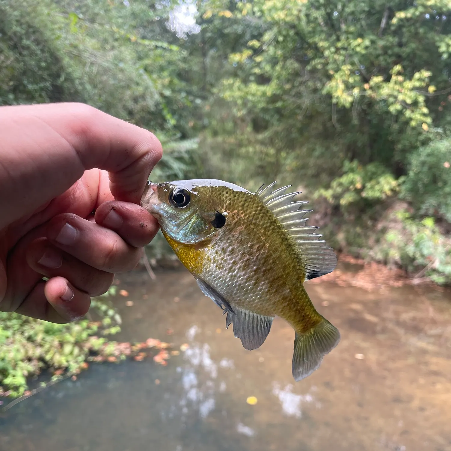 Bluegill caught on Fishbrain