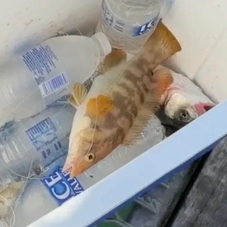 The most recent Painted comber catches on Fishbrain