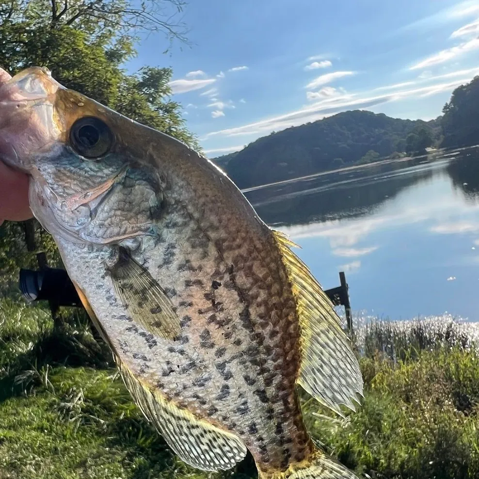 Black crappie caught on Fishbrain