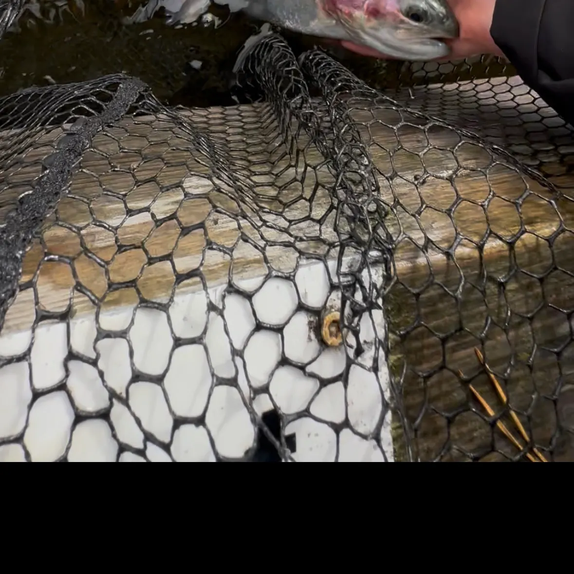 Rainbow trout caught on Fishbrain