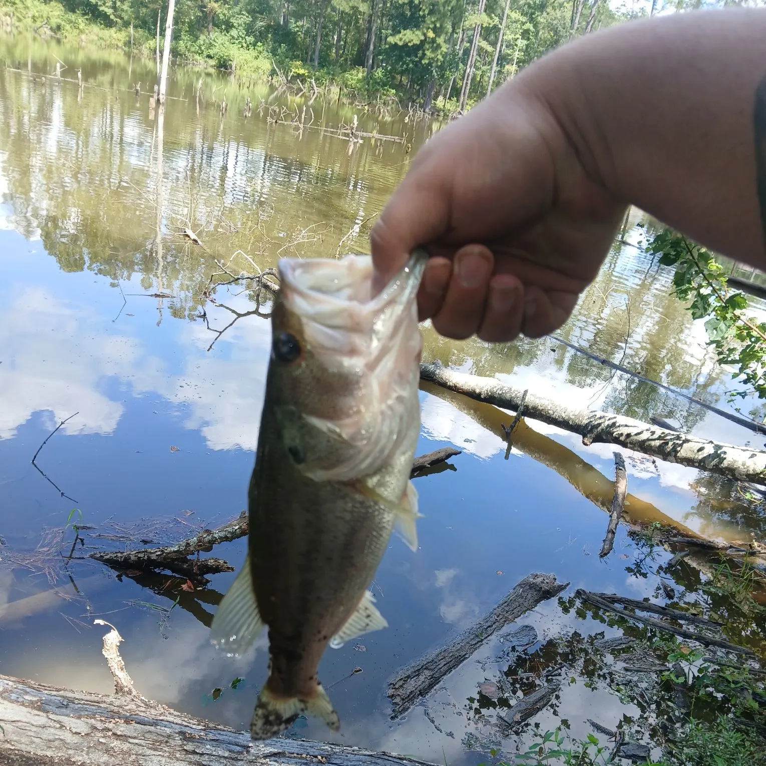 Largemouth bass caught on Fishbrain