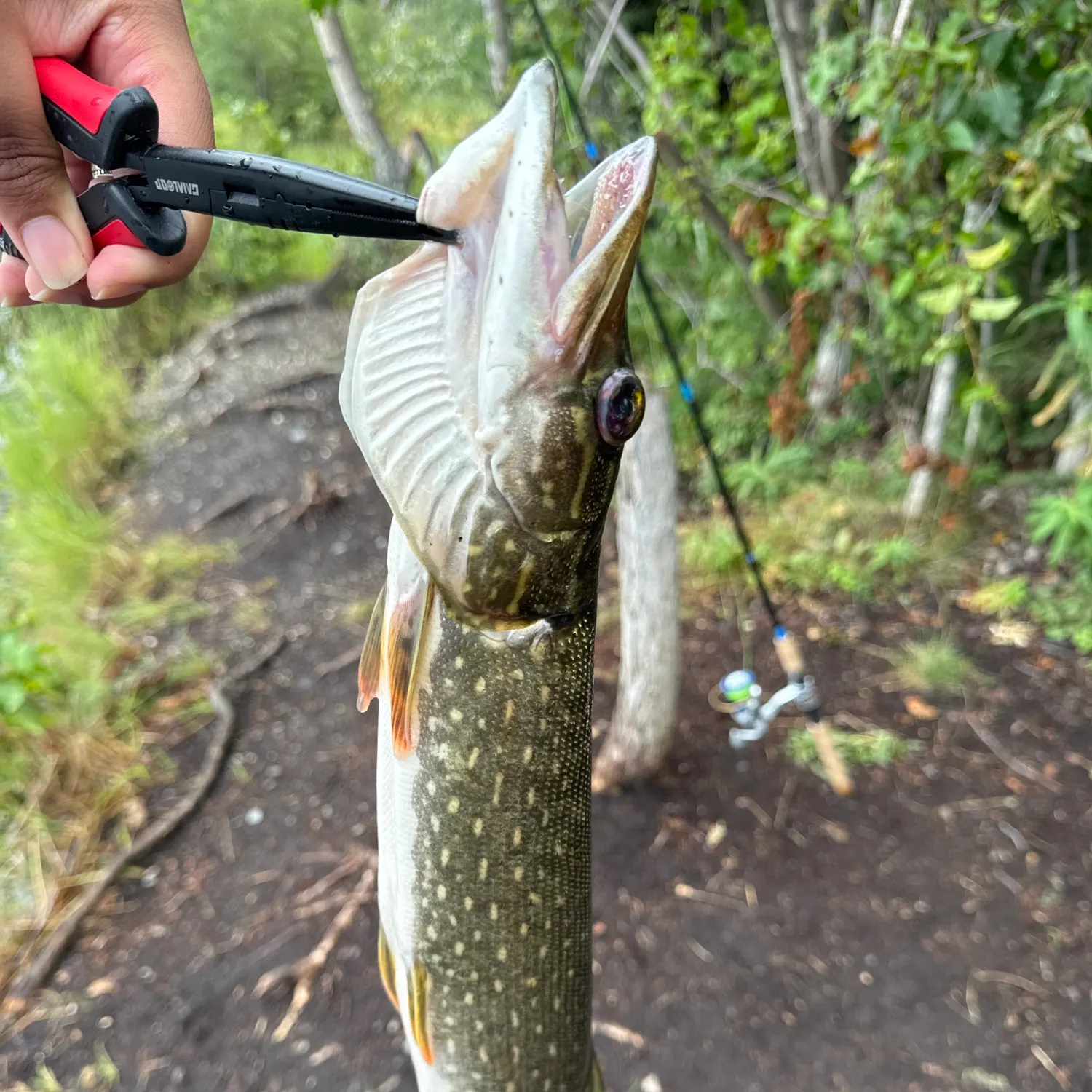 catch