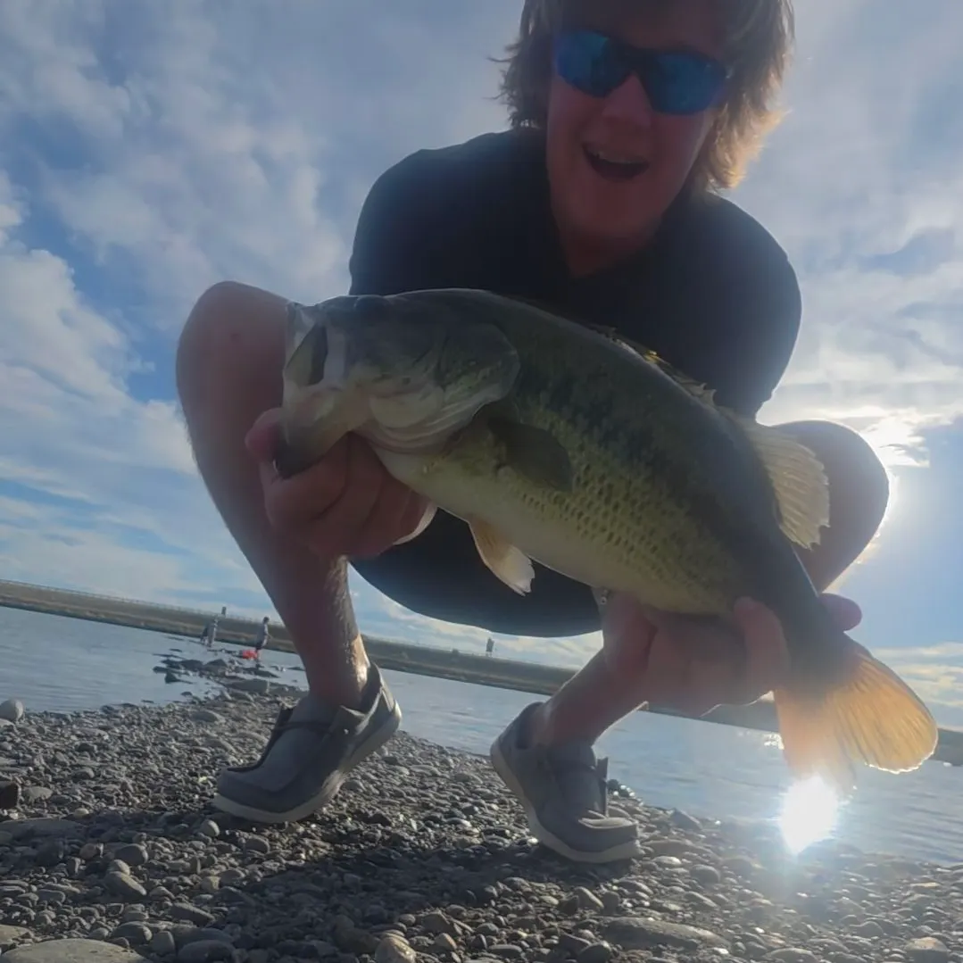 Largemouth bass caught on Fishbrain