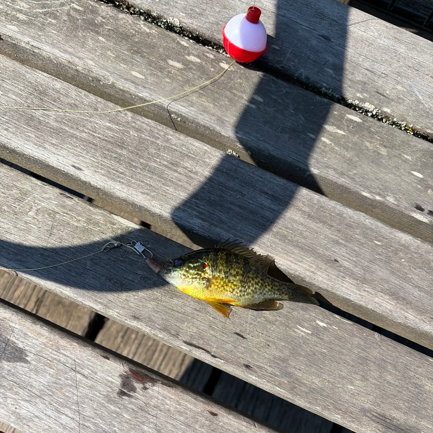 Pumpkinseed caught on Fishbrain