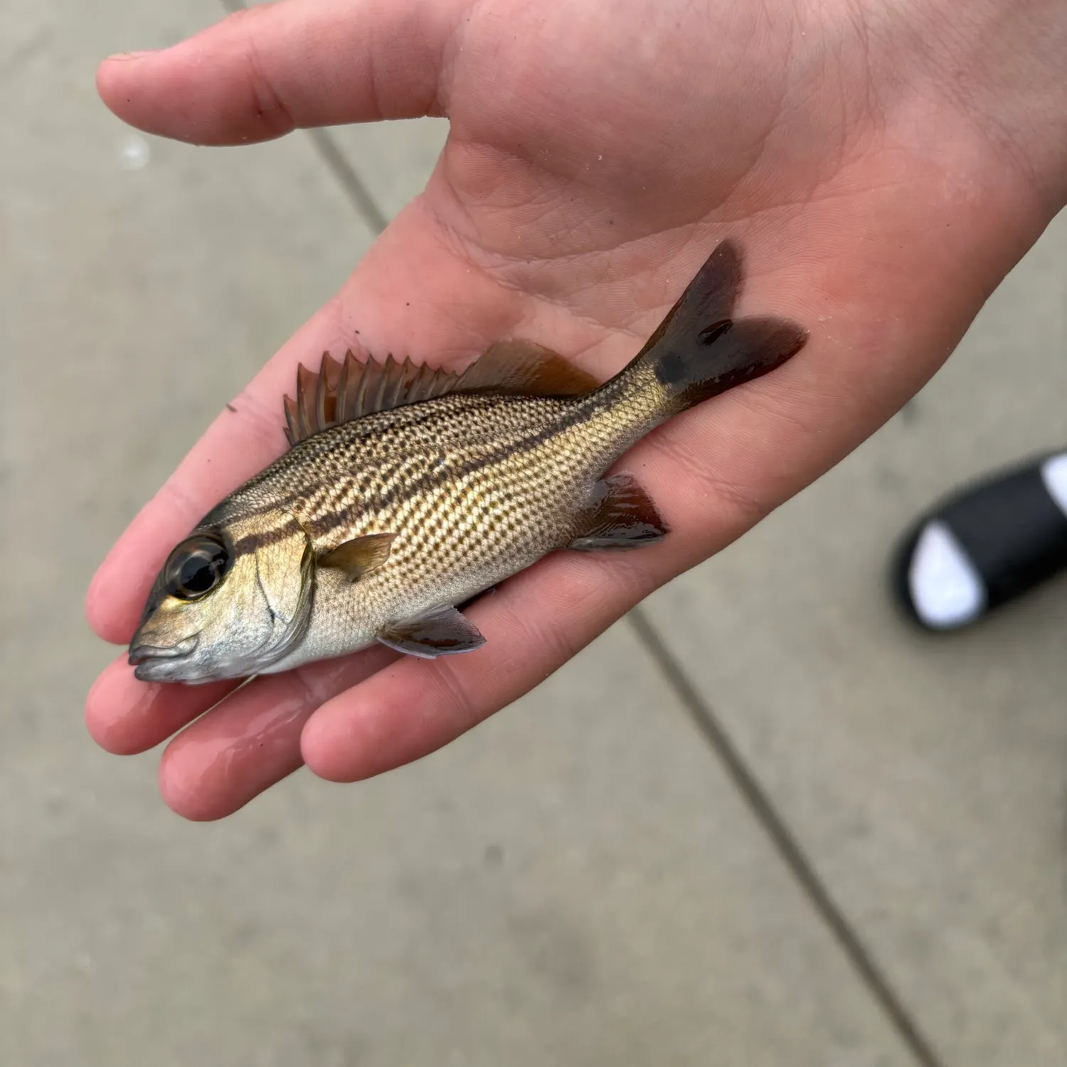 The most recent Oriental sweetlips catches on Fishbrain