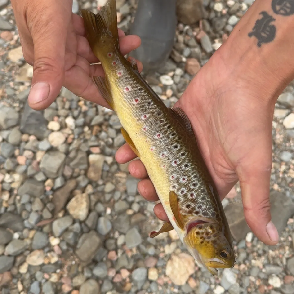 Brown trout caught on Fishbrain