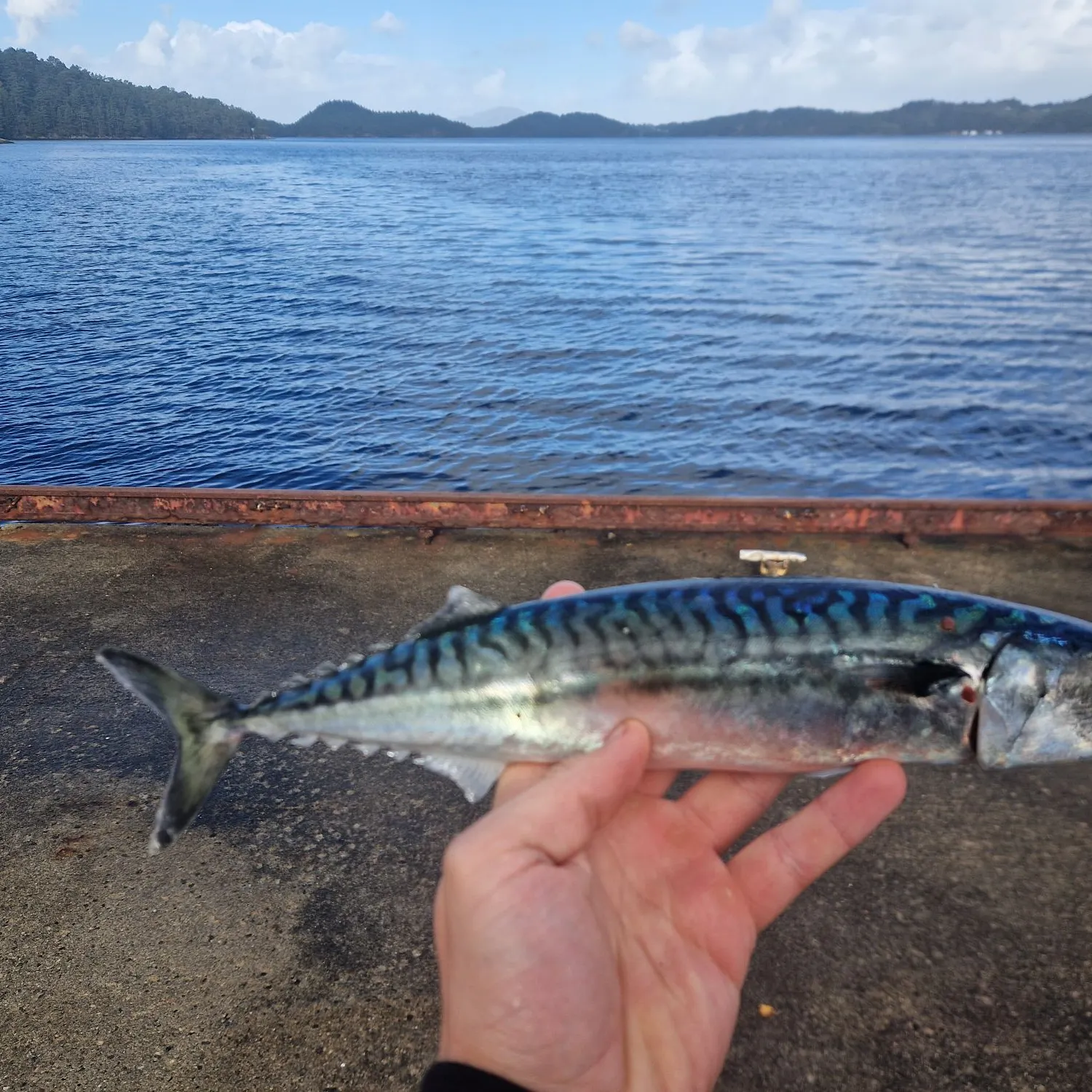 Atlantic mackerel caught on Fishbrain