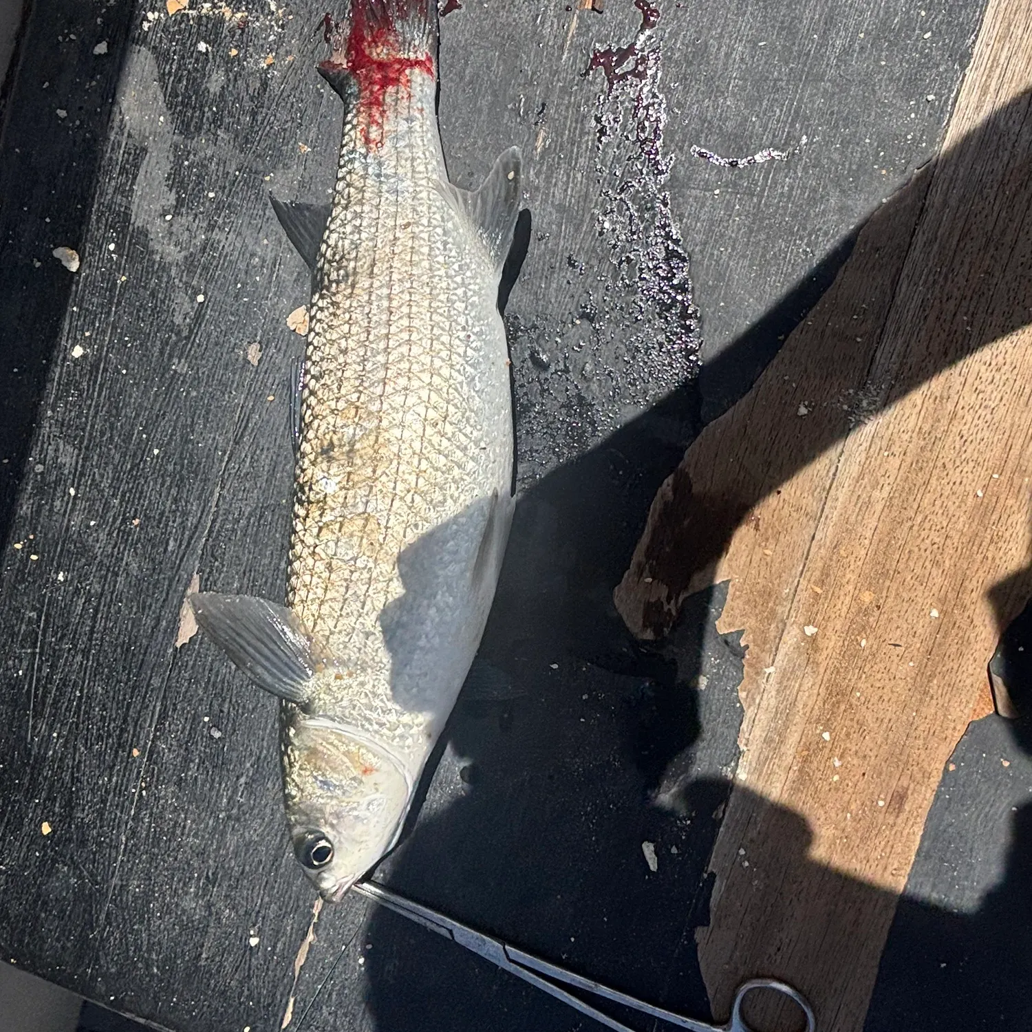 Striped mullet caught on Fishbrain