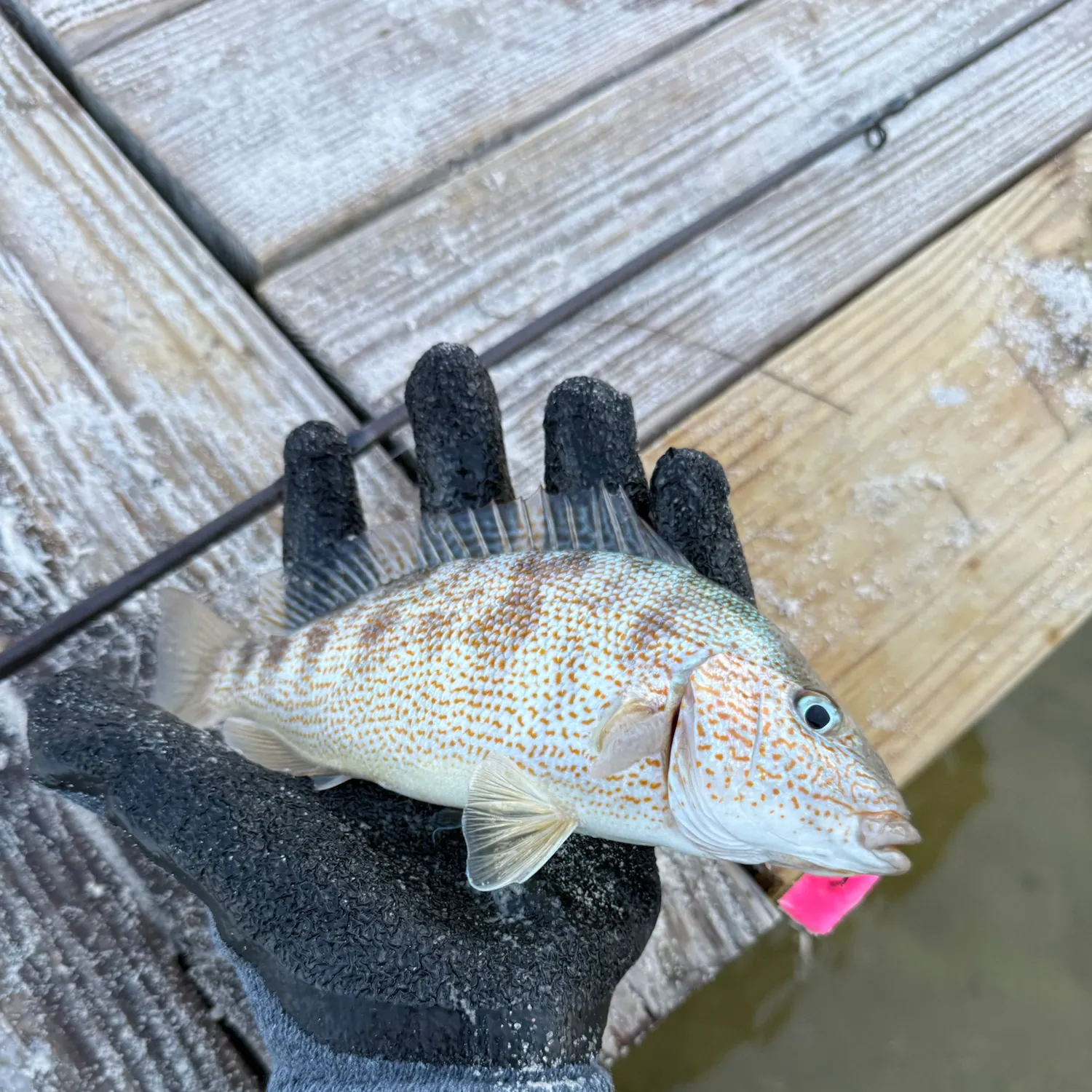 Pinfish caught on Fishbrain