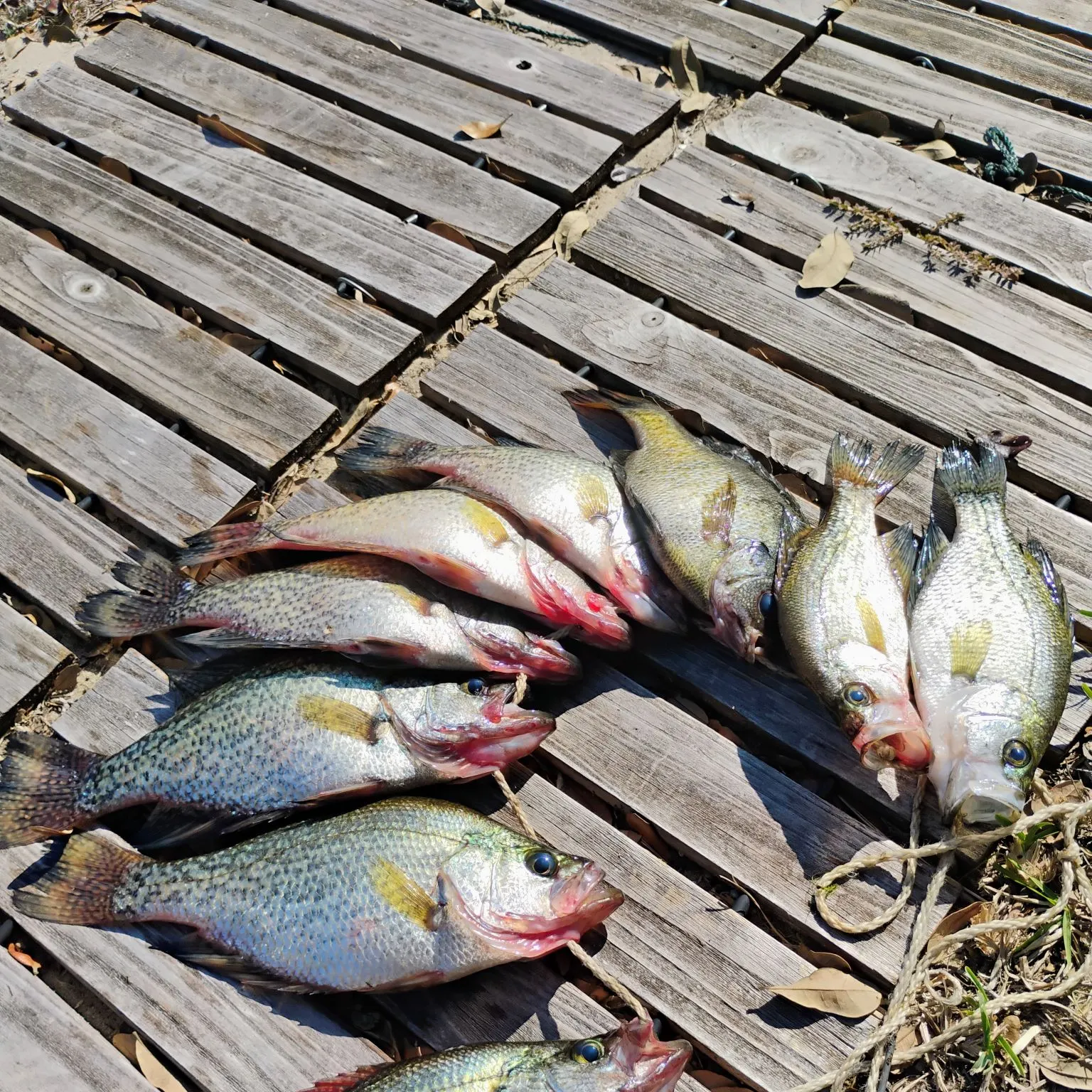 The most recent Black crappie catches on Fishbrain