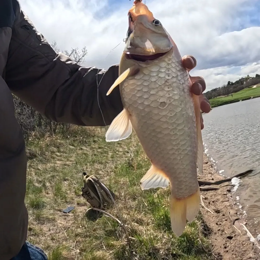 The most recent Ghost carp catches on Fishbrain