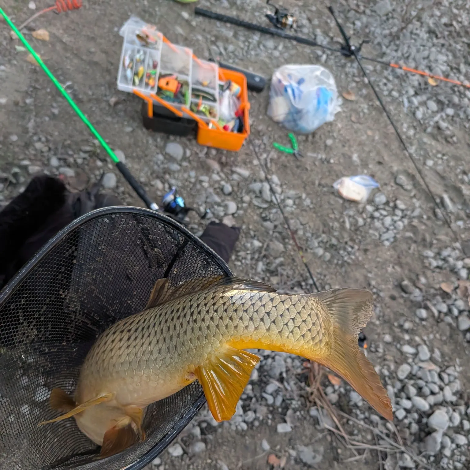 Common carp caught on Fishbrain