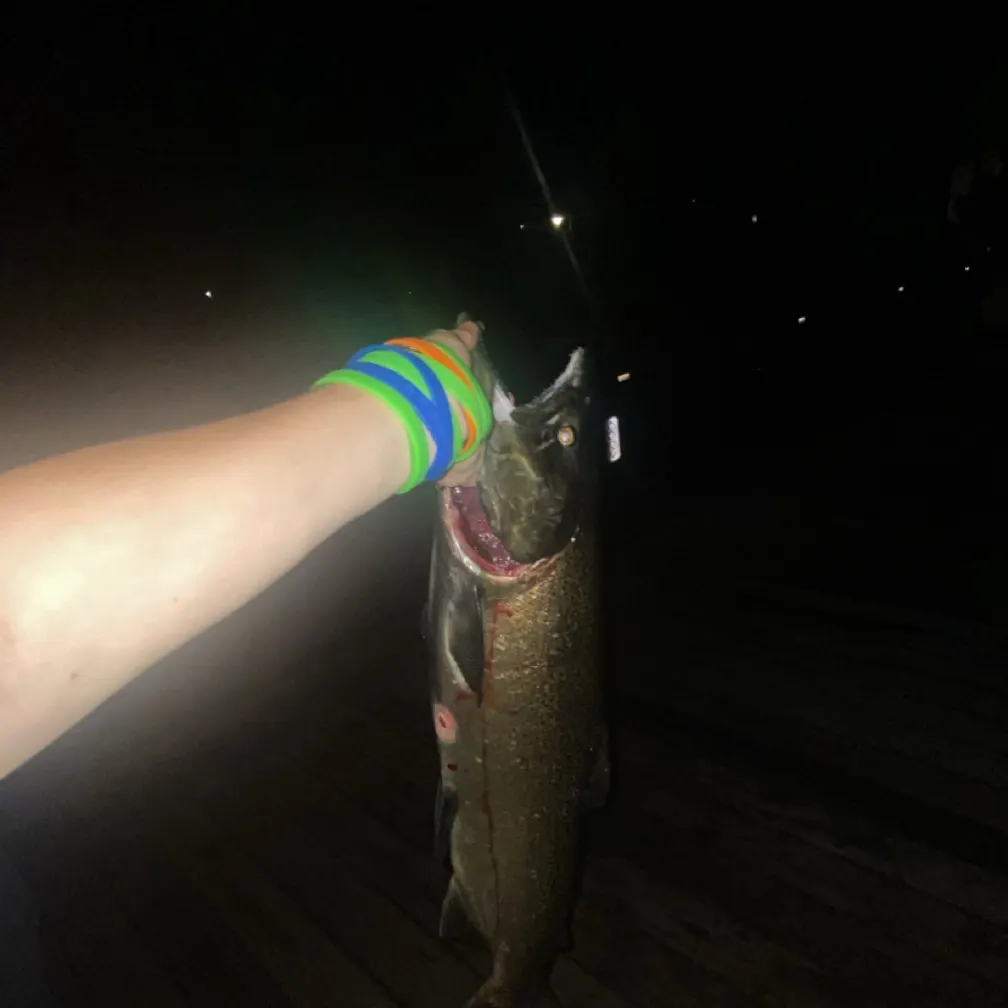 Coho salmon caught on Fishbrain