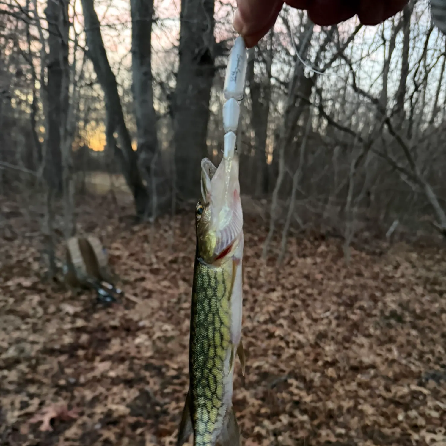 The most recent Chain pickerel catches on Fishbrain