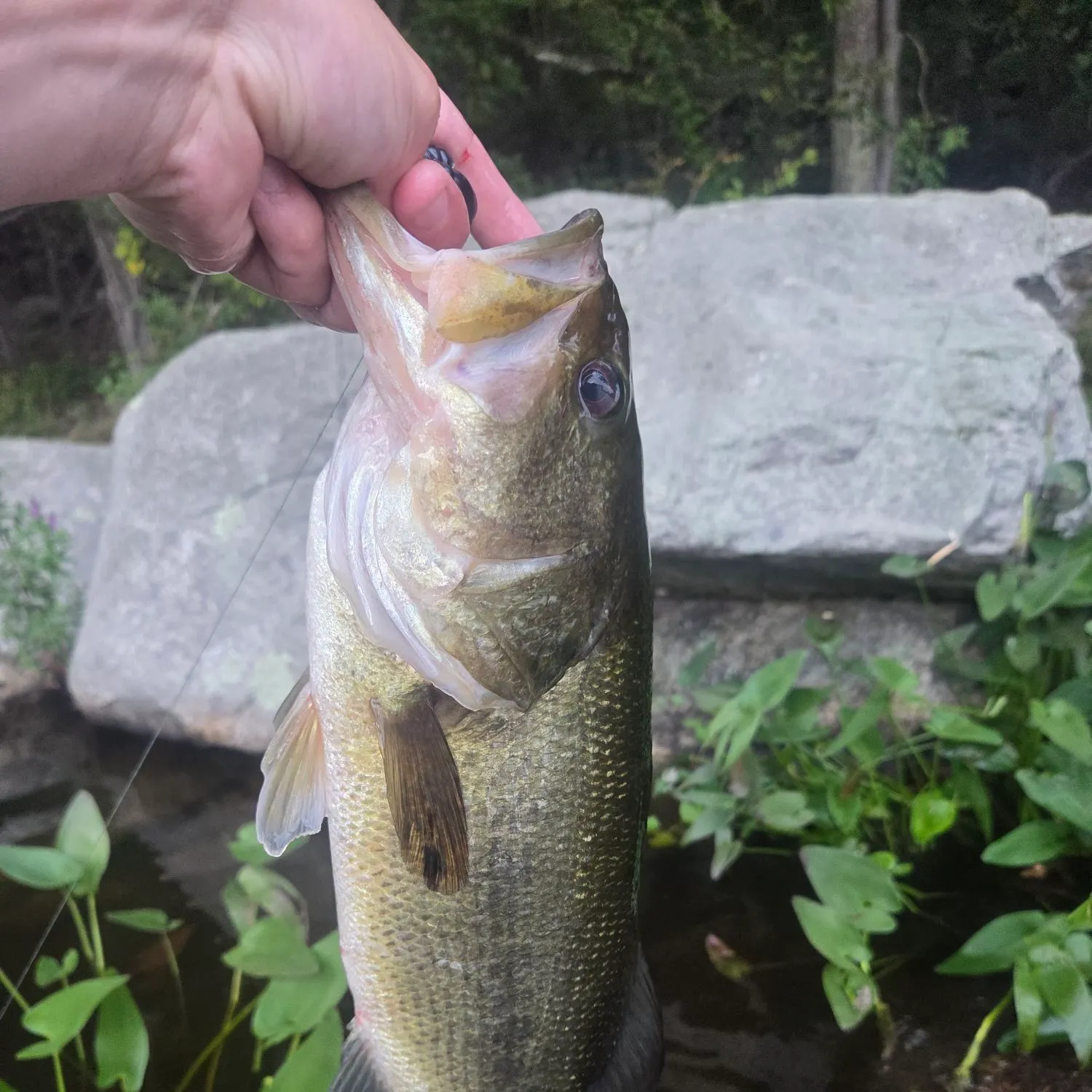 Largemouth bass caught on Fishbrain
