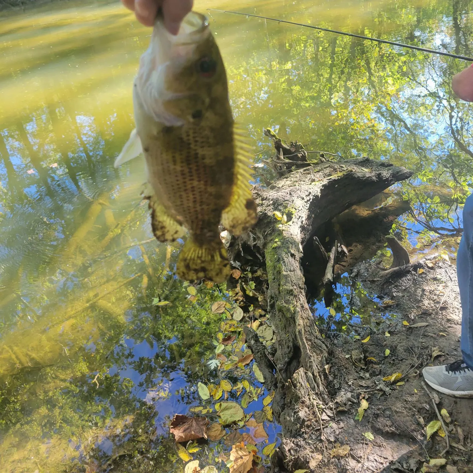 Rock bass caught on Fishbrain