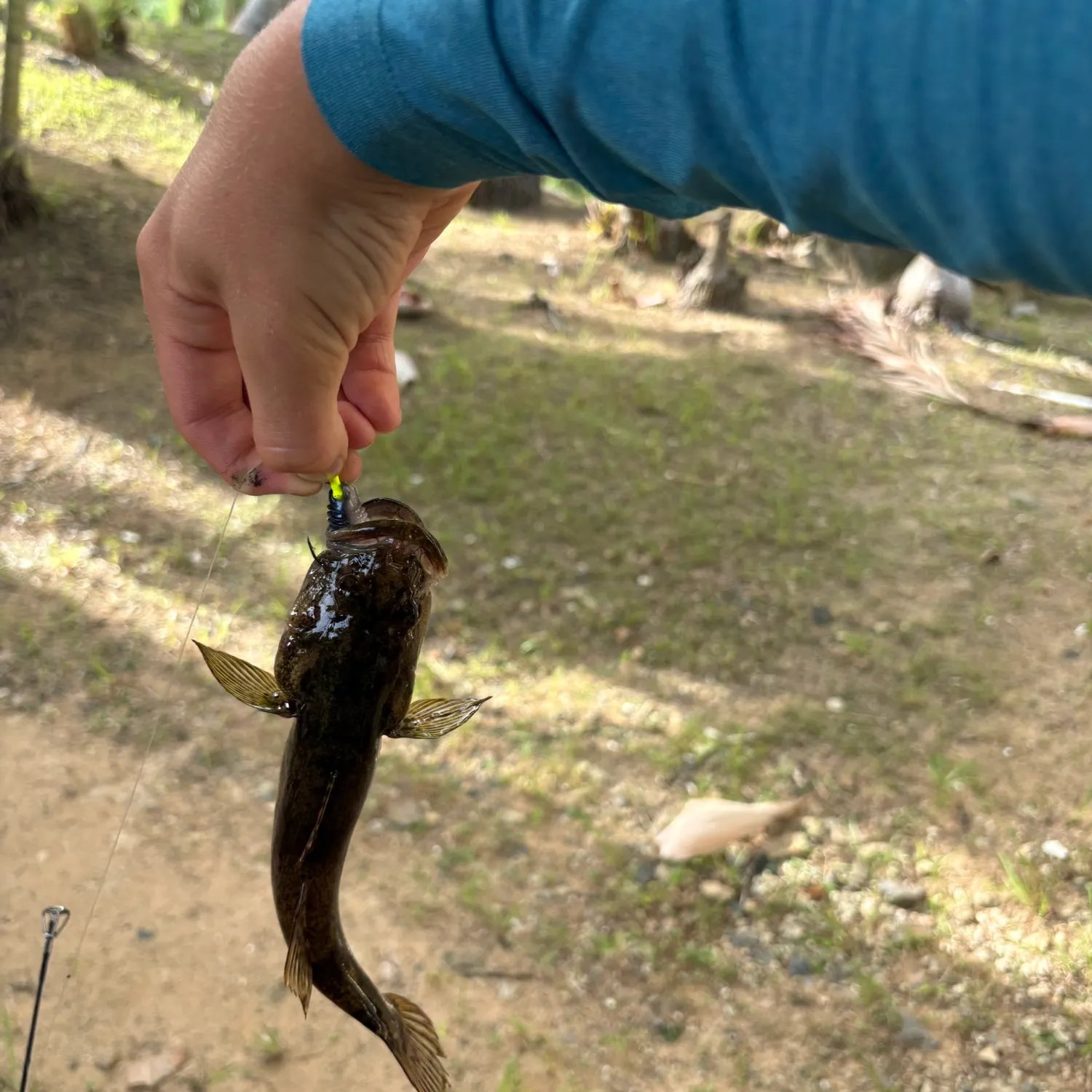 The most recent Fat Sleeper catches on Fishbrain