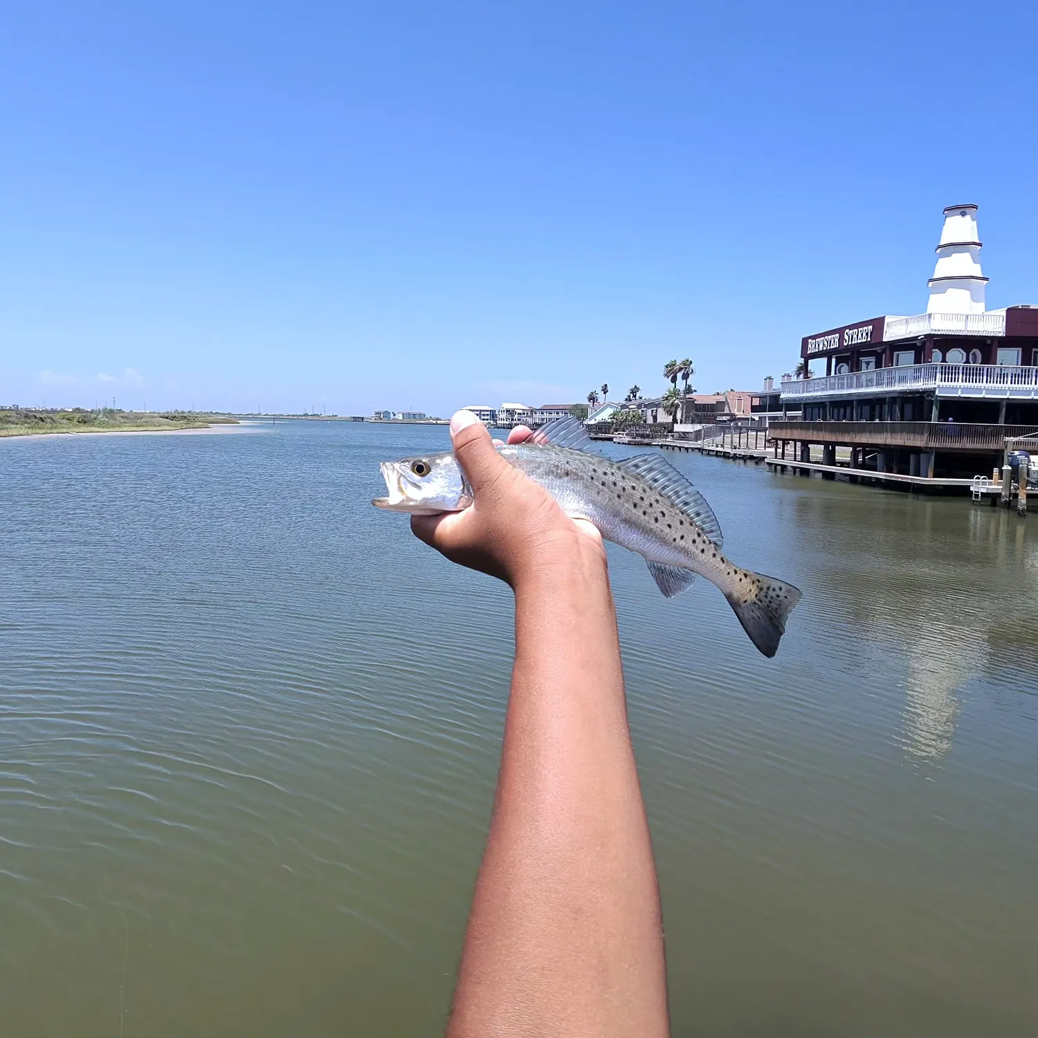 Spotted seatrout caught on Fishbrain