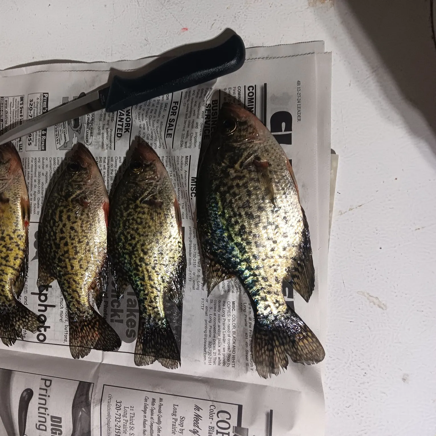 recently logged catches