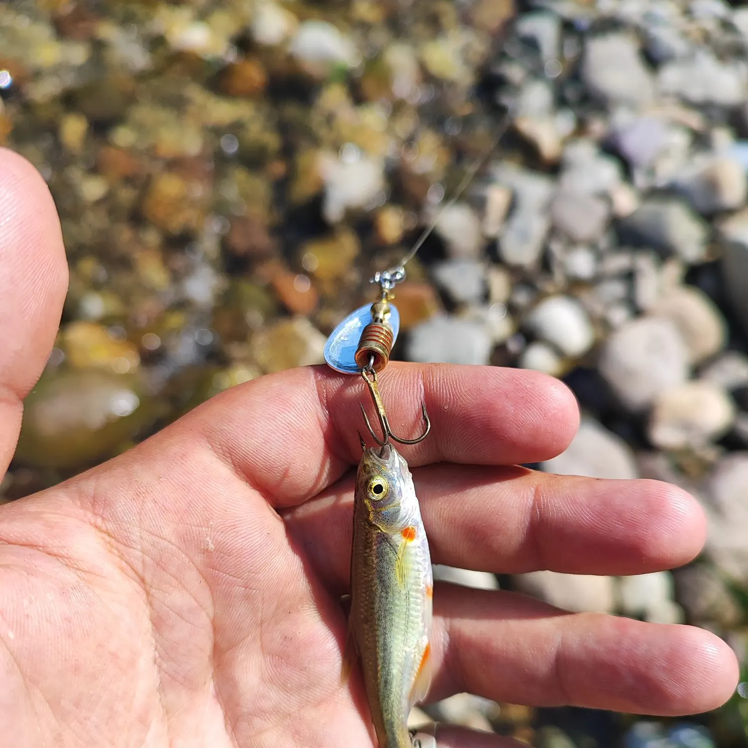 The most recent Vairone catches on Fishbrain