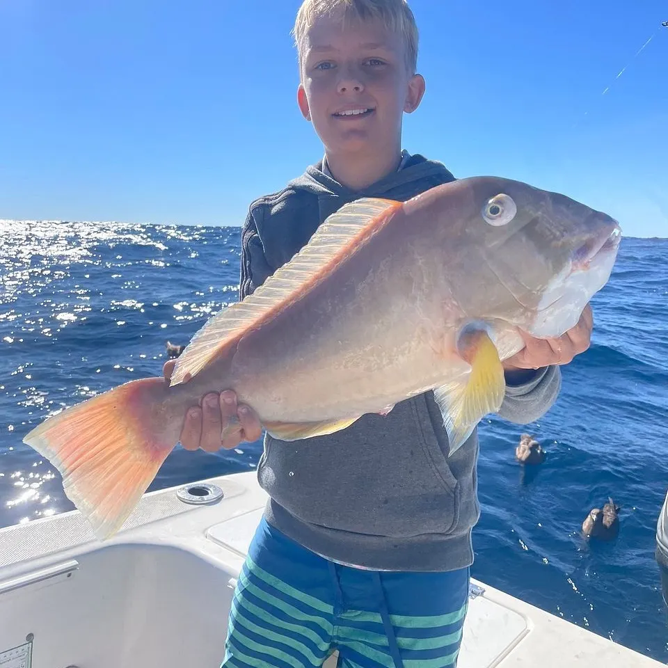 The most recent Baldchin groper catches on Fishbrain