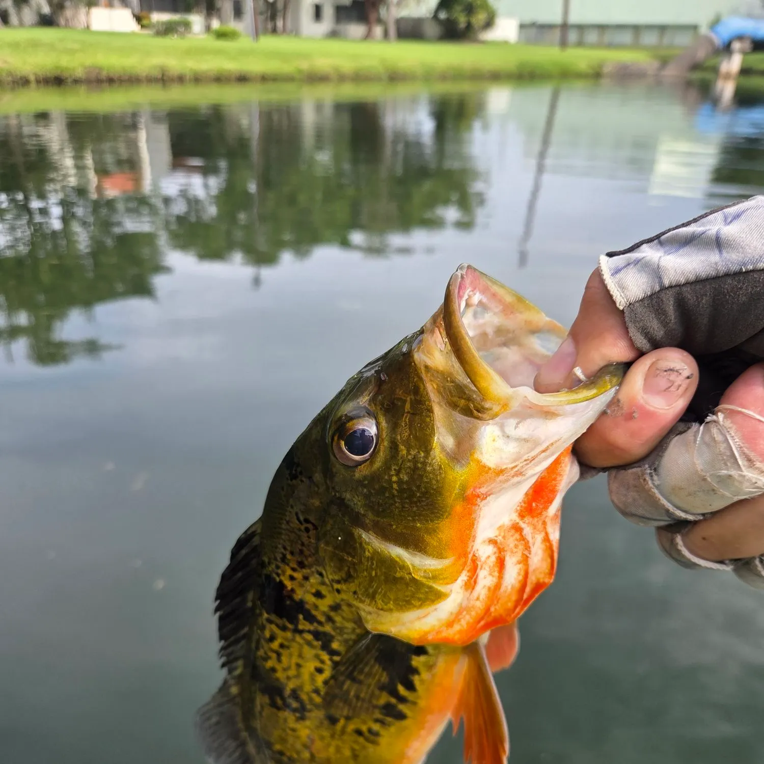 catch