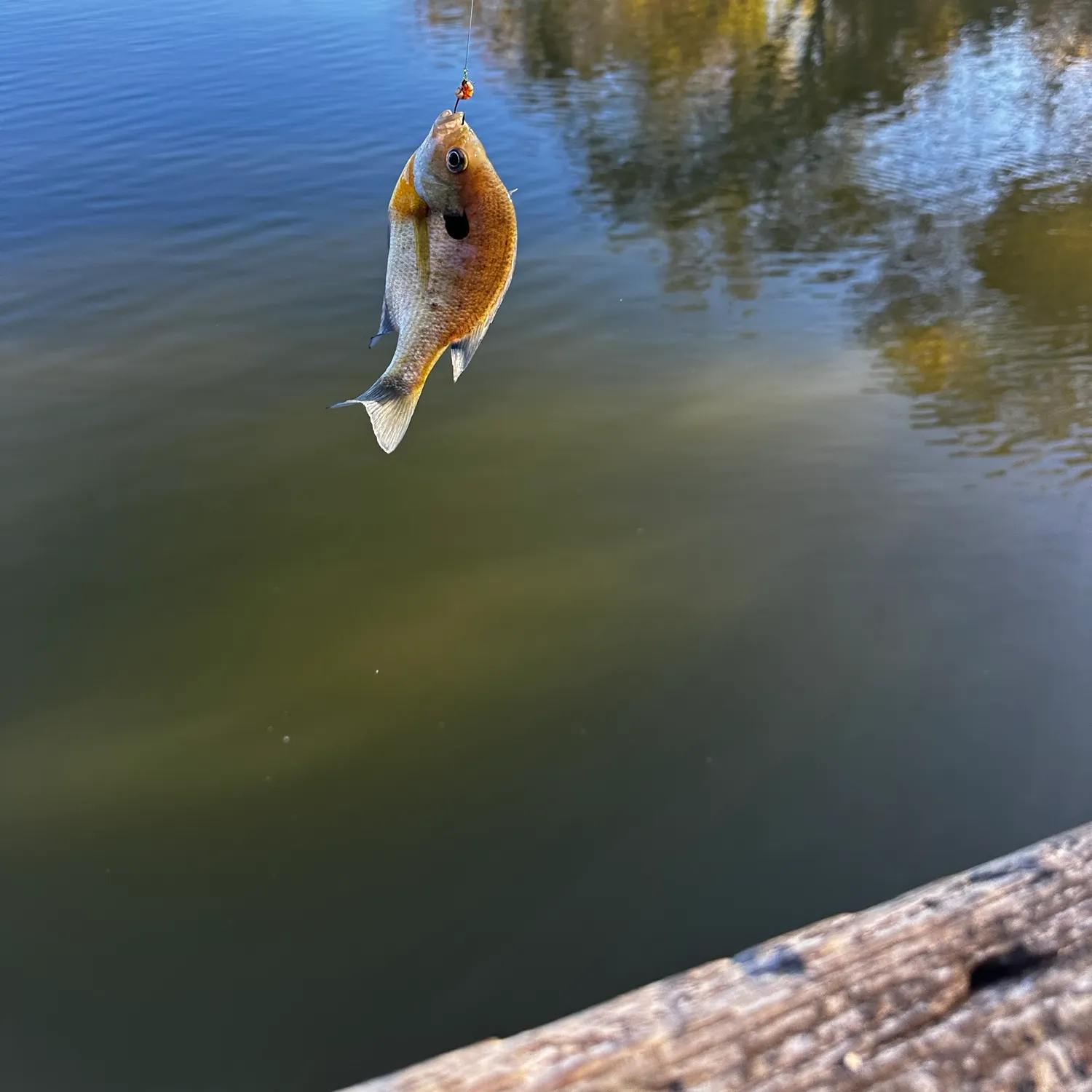 Bluegill caught on Fishbrain