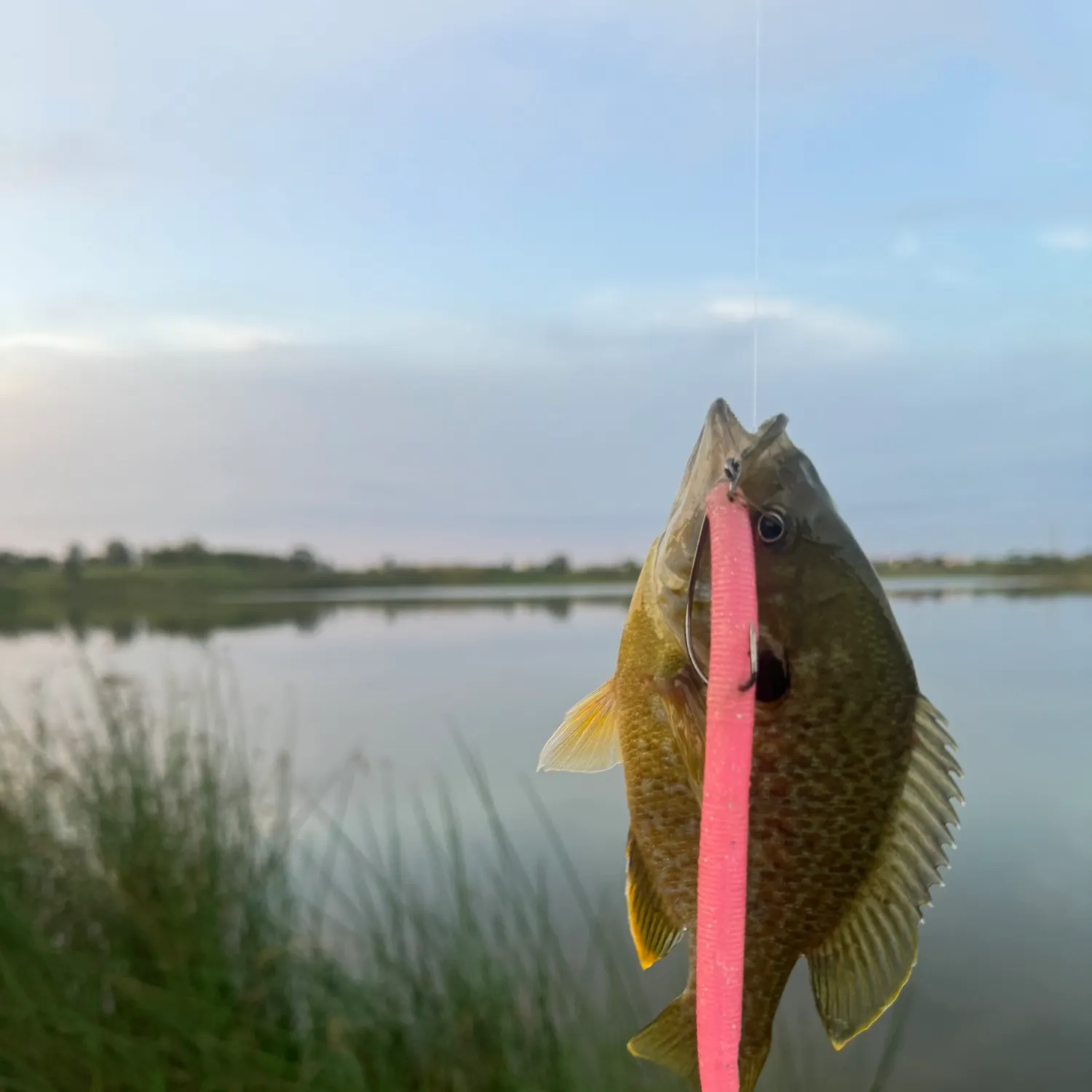 Greengill hybrid caught on Fishbrain