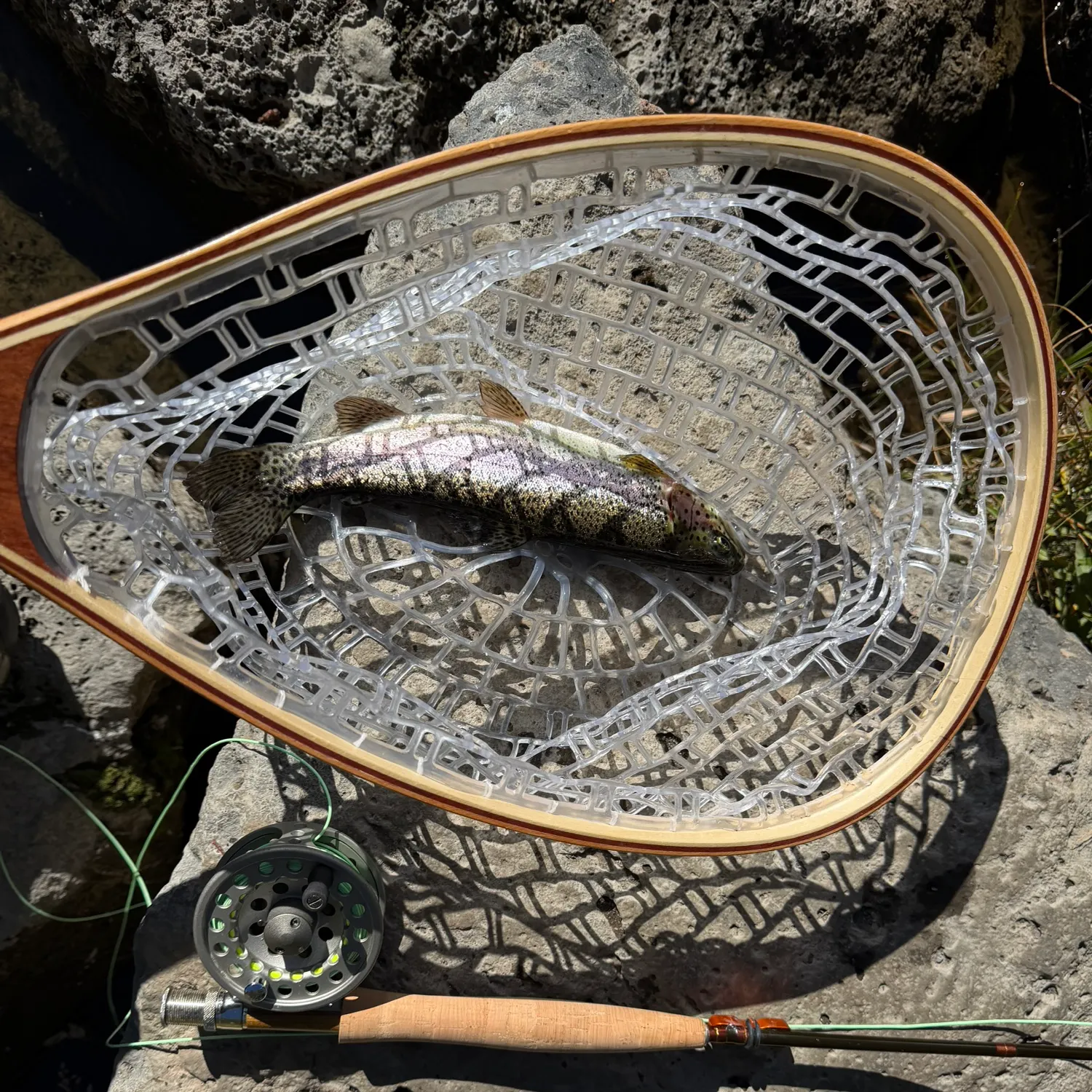 Rainbow trout caught on Fishbrain