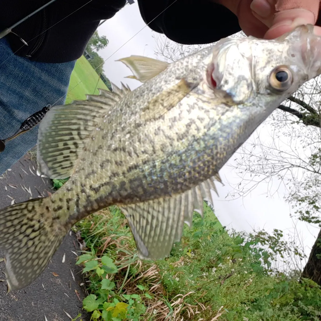 Black crappie caught on Fishbrain