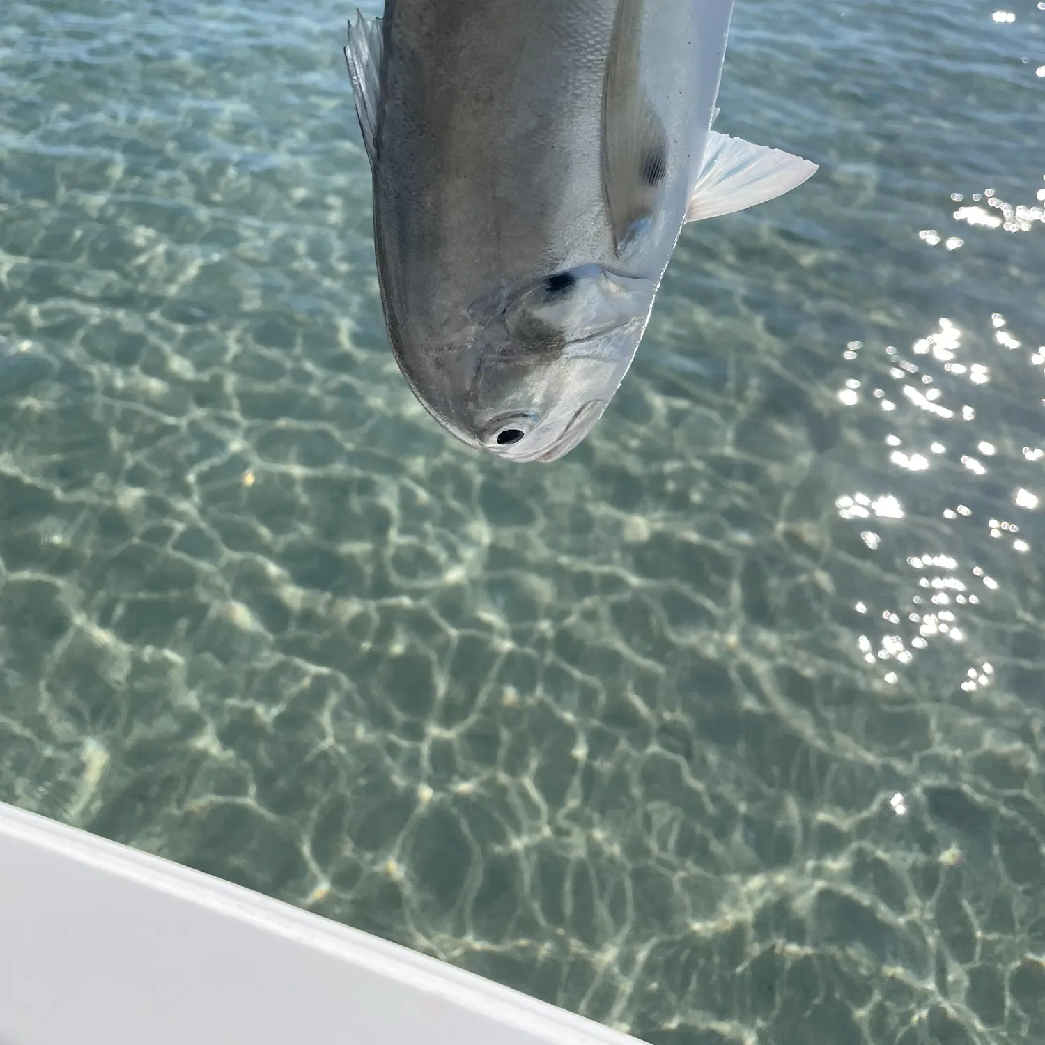 The most recent Crevalle jack catches on Fishbrain