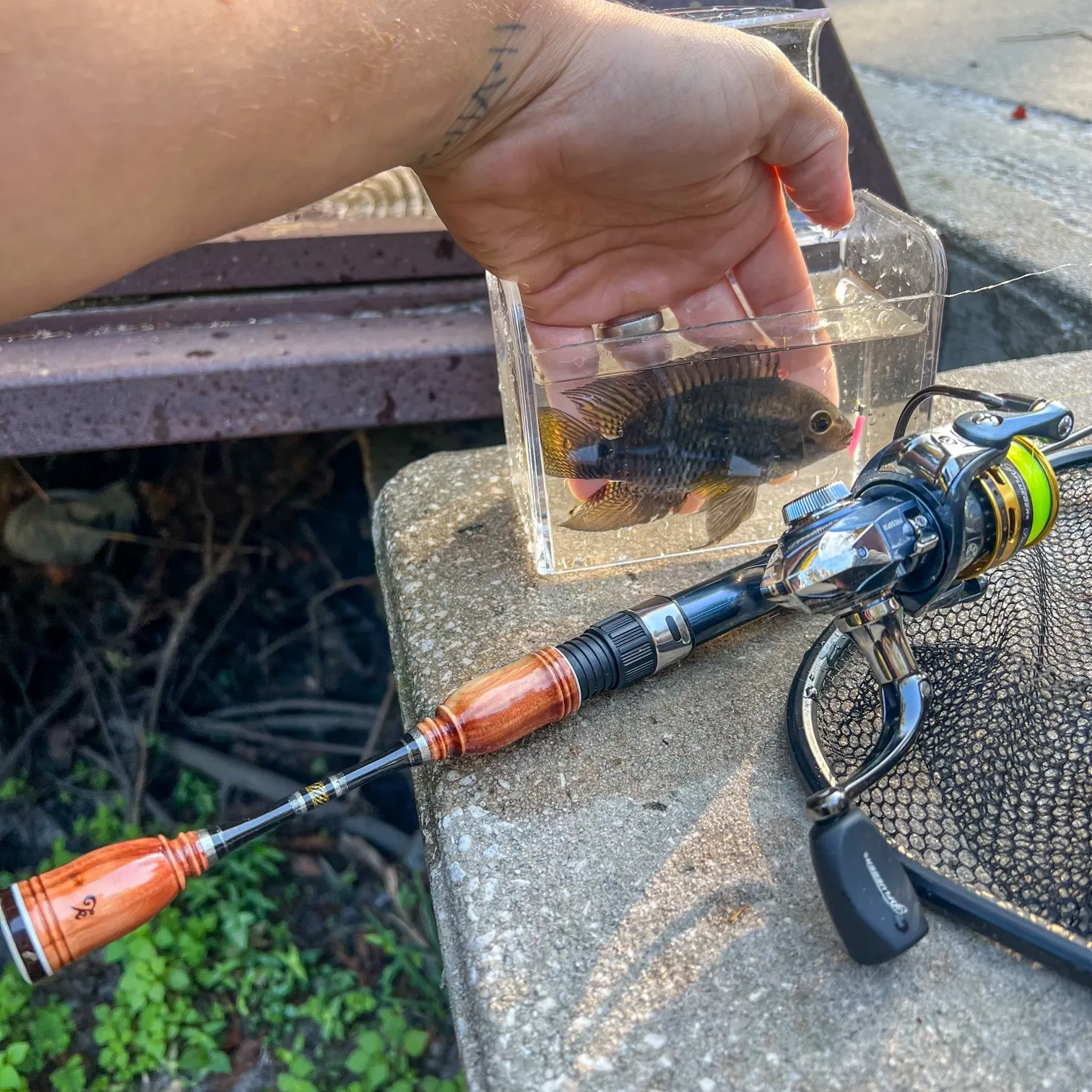 The most recent Dimerus cichlid catches on Fishbrain