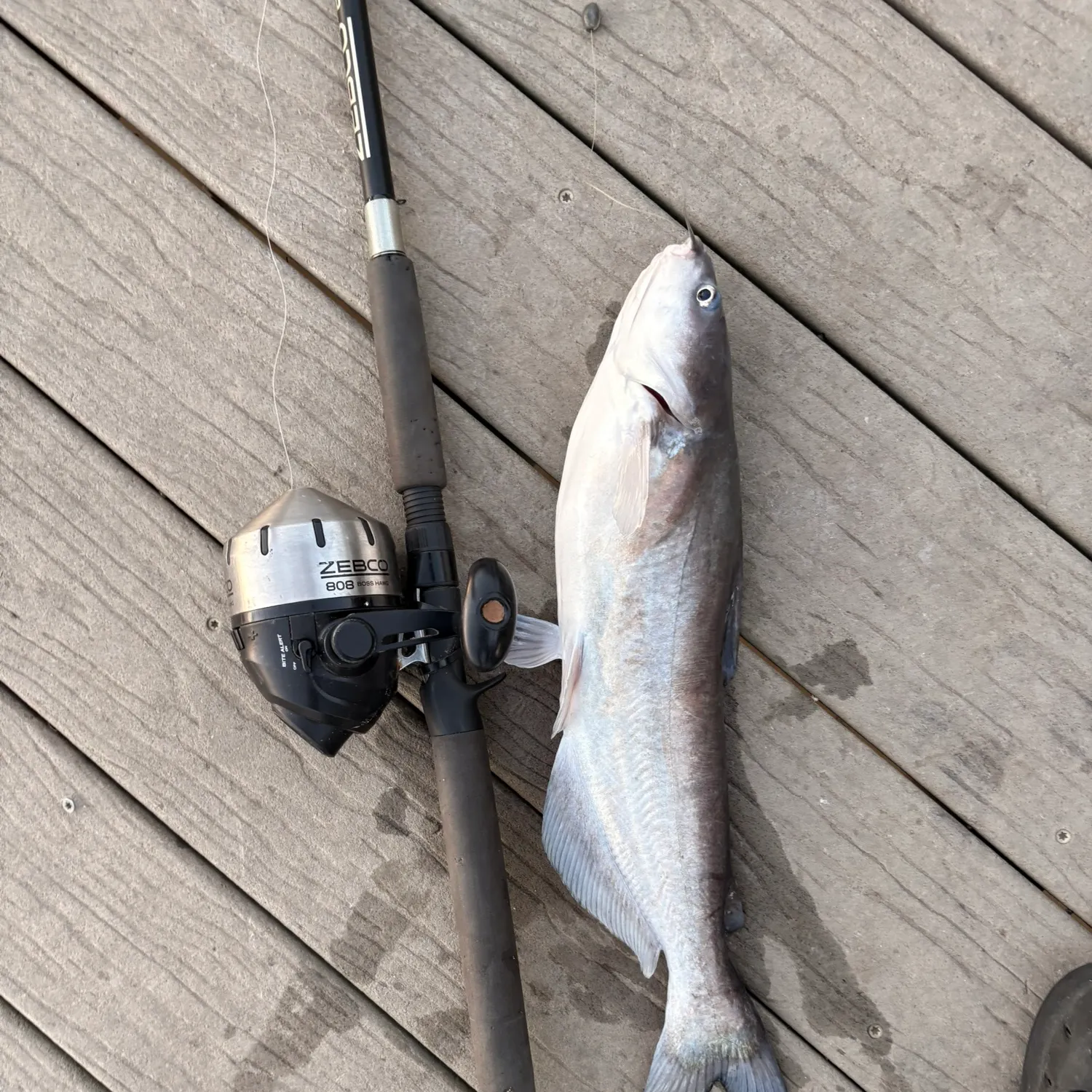 Blue catfish caught on Fishbrain