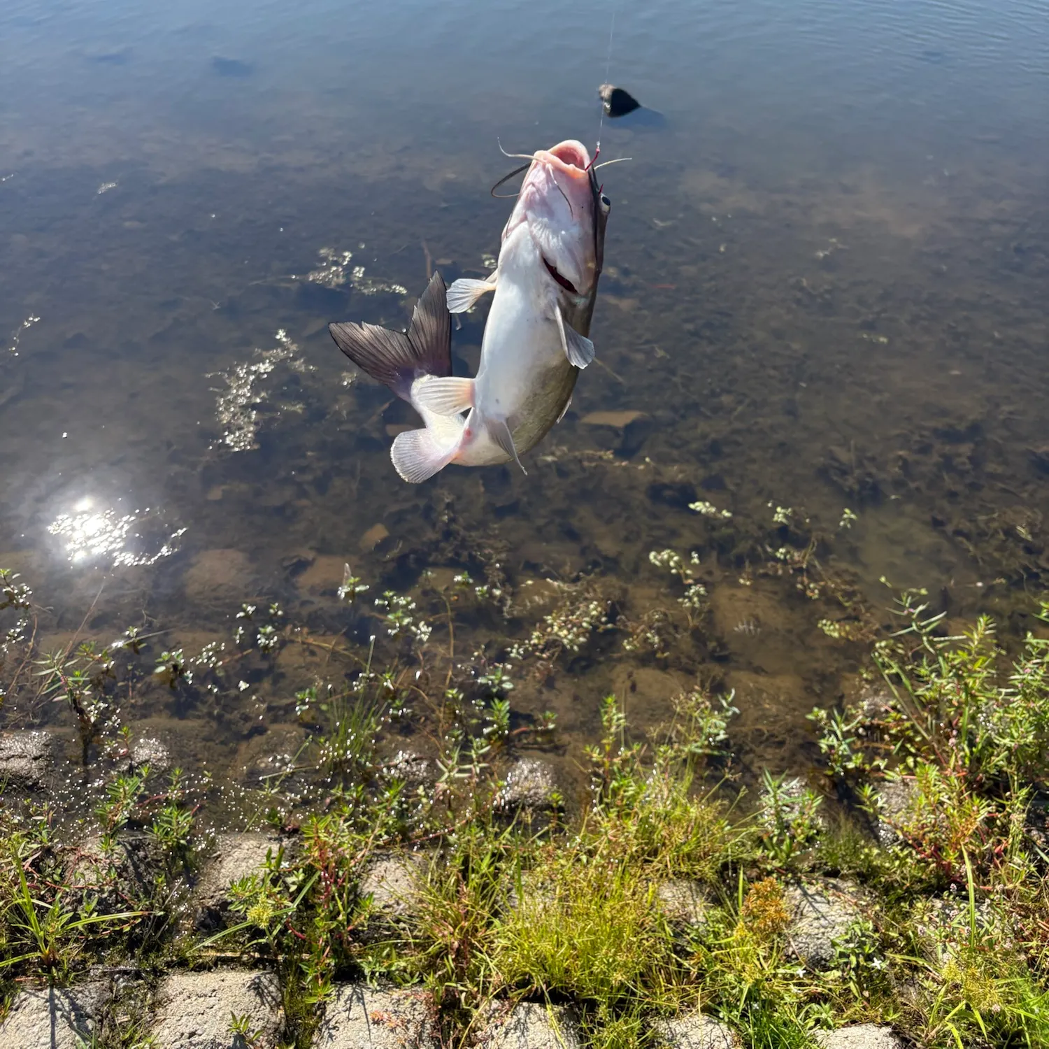 Channel catfish caught on Fishbrain