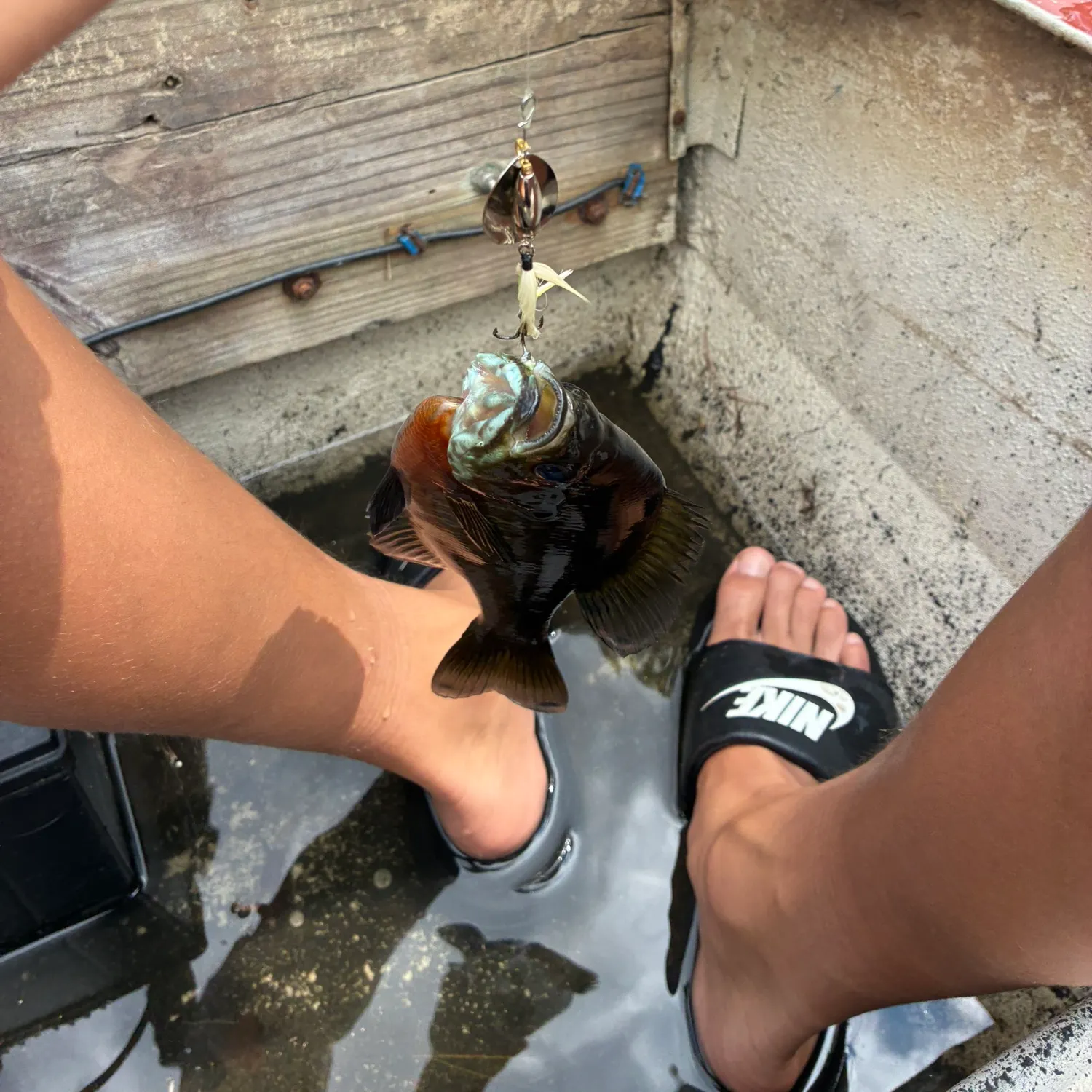 Bluegill caught on Fishbrain
