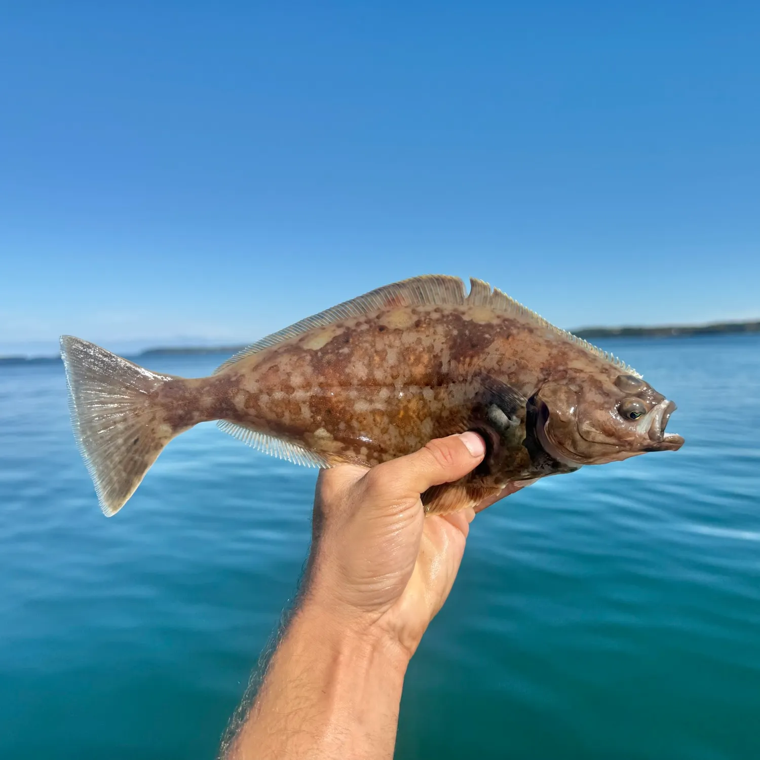 Atlantic halibut caught on Fishbrain