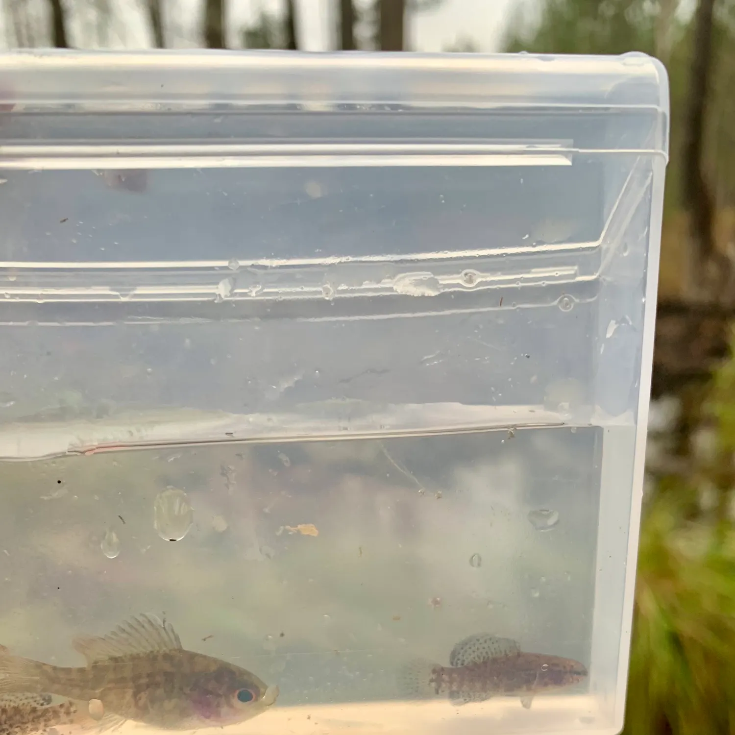 The most recent Banded pygmy sunfish catches on Fishbrain